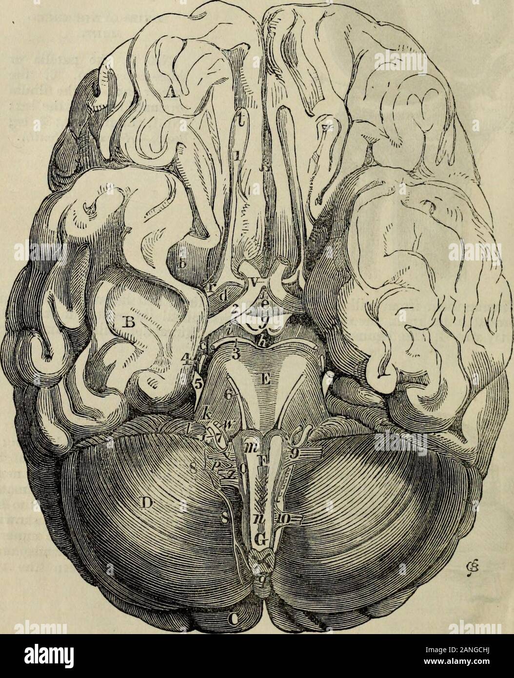 Practical hydropathy, including plans of baths and remarks on diet, clothing and habits of life.. . ingits convolutions; e, the superioredge of the right hemisphere;/, the fissure between the twohemispheres. membrane. 2, Beneath the tegument, muscles, in the forepart and at the vertex,comparativelv slender and delicate; at the sides and posteriorly, thick, strongand powerful 3, Beneath the muscles, a thin but dense membrane, termed the 404 HANDBOOK OF HYDROPATHY. pericranium, lining the external surface of the cranial bones. 4, Beneath the Eericranium, the bony substance of the cranium, consis Stock Photo