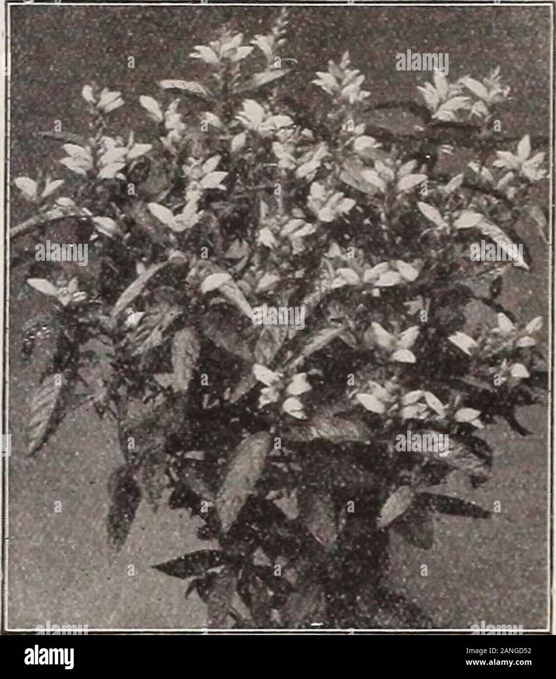 Dreer's 72nd annual edition garden book : 1910 . i ft.Ruthenica. Straw-colored flowers in July and August; ornamental, fern-like foliage; 2i feet. Price, except where noted, 15cts. each; §1.50 per doz. Set of 10sorts for SI. 25. CHRYSOCOMA. Goldilocks, iLinosyris. Produces from Julyto .September yellow Daisy-likeflowers, vith narrow thread-likepetals; 2 feet. 15 cts. each;ljil.50 per doz.. Stock Photo