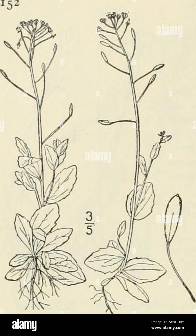 An illustrated flora of the northern United States, Canada and the British possessions : from Newfoundland to the parallel of the southern boundary of Virginia and from the Atlantic Ocean westward to the 102nd meridian; 2nd ed. . CRUCIFERAE. Vol. II. II. Draba nemorosa L. Wood Whitlow-grass.Fig. 2007. Draba nemorosa L. Sp. PI. 643. 1753. Winter-annual, loosely stellate-pubescent, 6-i2 high,branchirg below, leafy to the inflorescence. Leavesoblong-ovate, or lanceolate, obtuse, sessile, dentate, thelower io-i2 long, s-7 wide, the upper smaller;flowers yellow, fading to whitish, i broad; petalsno Stock Photo