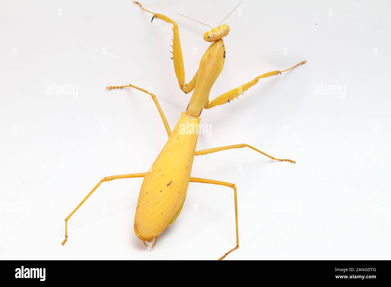 Giant Asian Yellow Praying Mantis (Hierodula membranacea) isolated on