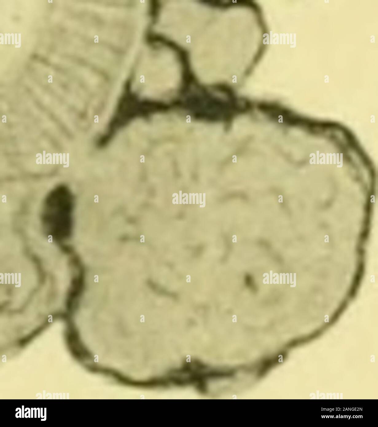 Note di un Viaggio Nelle Missioni ed (...). 1885. - Hilario. Arts Letters  Crafts.., image size:1231x1390