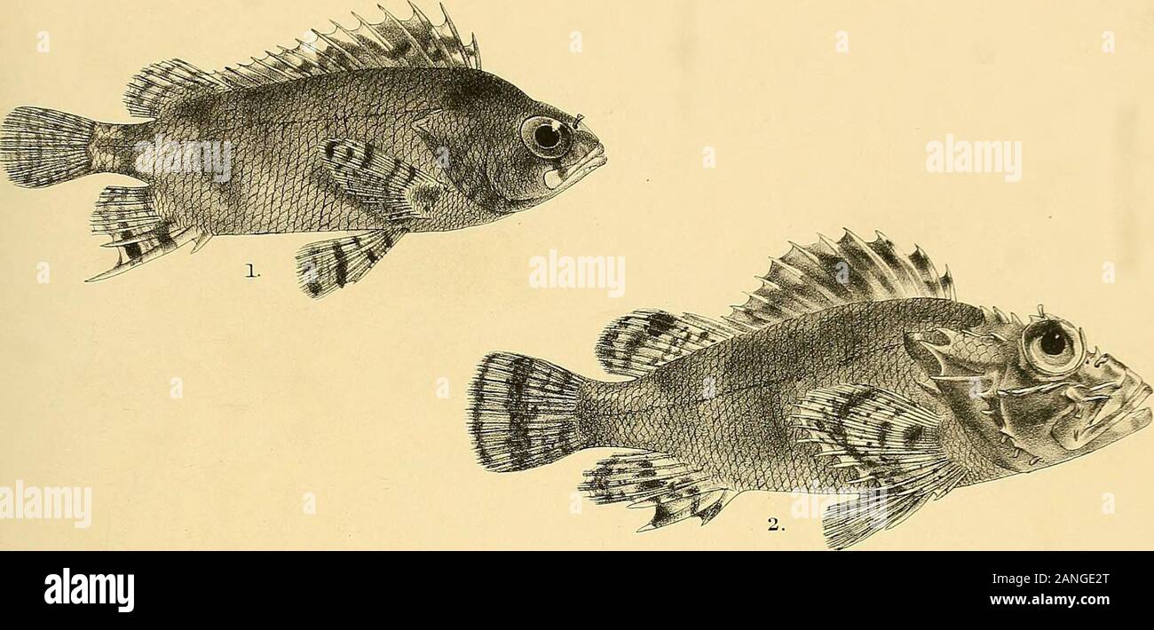 The fishes of India; being a natural history of the fishes known to inhabit the seas and fresh waters of India, Burma, and Ceylon . GiiFord del p.Mimerr. Mi Mint era. Sros. imp. 1 CHRYSOPHRYS HAFFARA. 2, C. BERDA (VARIETY CALAMARA). 3, PIMELEPTERUS CINERASCENS. 4,CIRRH1TES FORSTERI. 5, CIRRHITICHTHYS AUREUS. DaVs Fishes of India.. Stock Photo