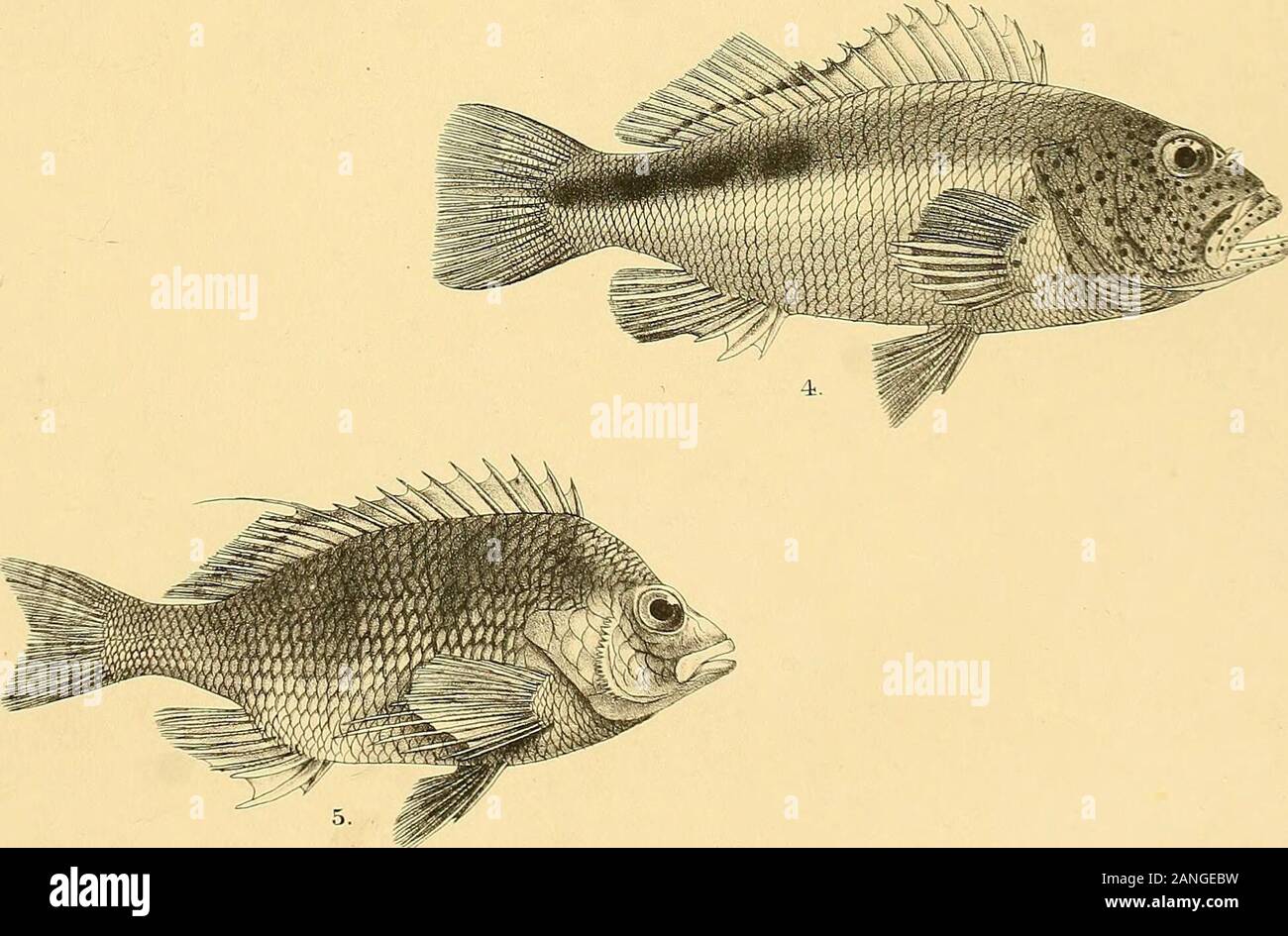 The fishes of India; being a natural history of the fishes known to inhabit the seas and fresh waters of India, Burma, and Ceylon . GiiFord del p.Mimerr. Mi Mint era. Sros. imp. 1 CHRYSOPHRYS HAFFARA. 2, C. BERDA (VARIETY CALAMARA). 3, PIMELEPTERUS CINERASCENS. 4,CIRRH1TES FORSTERI. 5, CIRRHITICHTHYS AUREUS. DaVs Fishes of India. Stock Photo