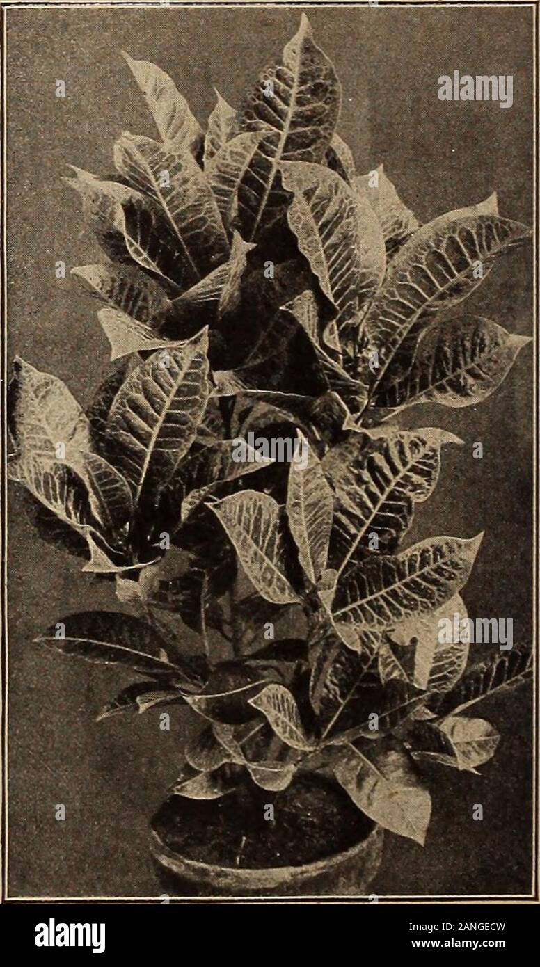Rotary Botanical Gardens Hort Blog Consider Caryopteris