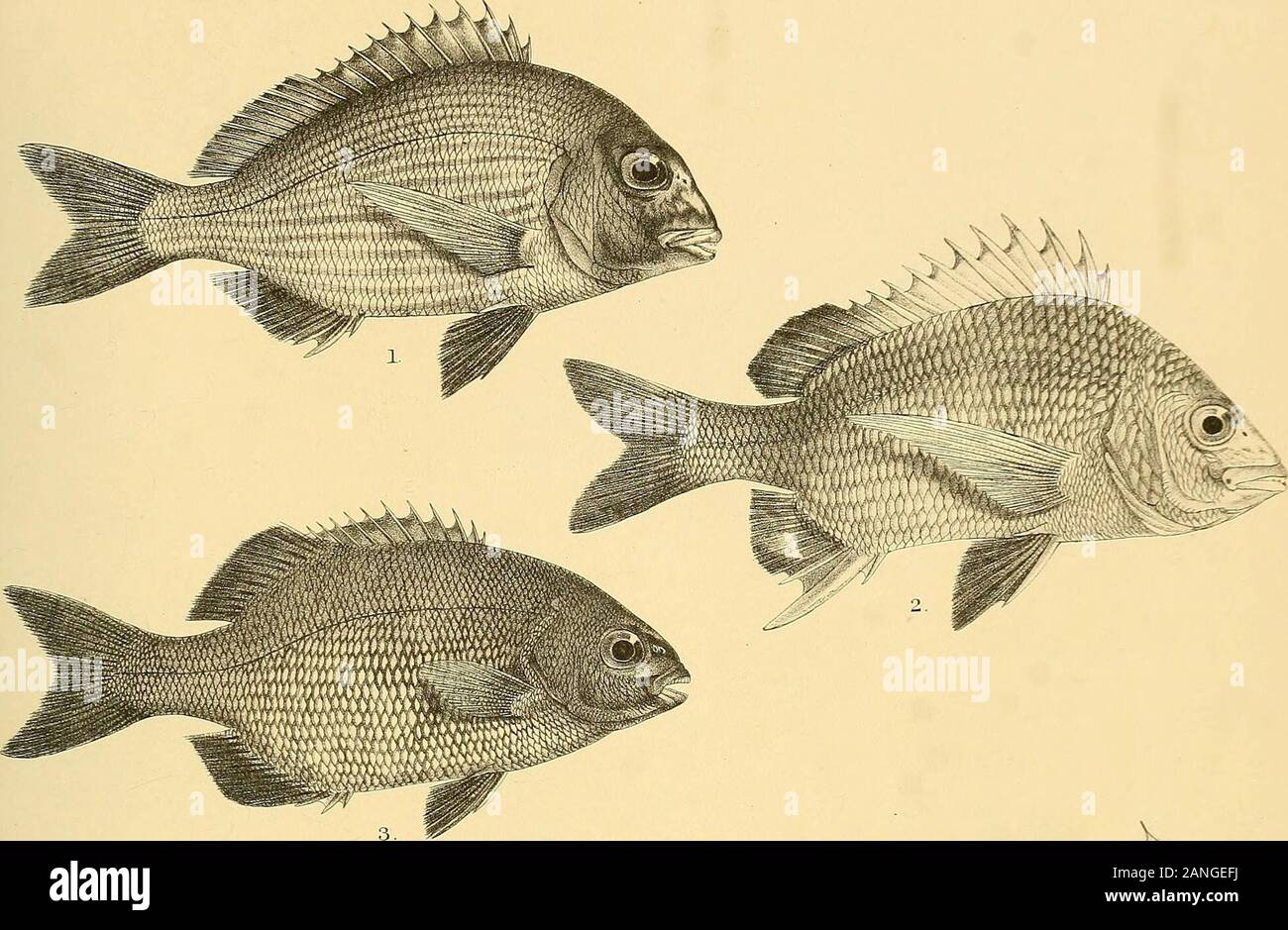 The fishes of India; being a natural history of the fishes known to inhabit the seas and fresh waters of India, Burma, and Ceylon . G.H.yord de] RBmierri Mh Broi .lira 1 CHRYSOPHRYS BATNIA. 2.C.BERDA. 3.C. CUVIER1. 4, DENTEX NUFAR. 5 CHRYSOPHRYS BIFASCIATA. 6, C. SARBA. Days Fishes of India. Plate .. Stock Photo