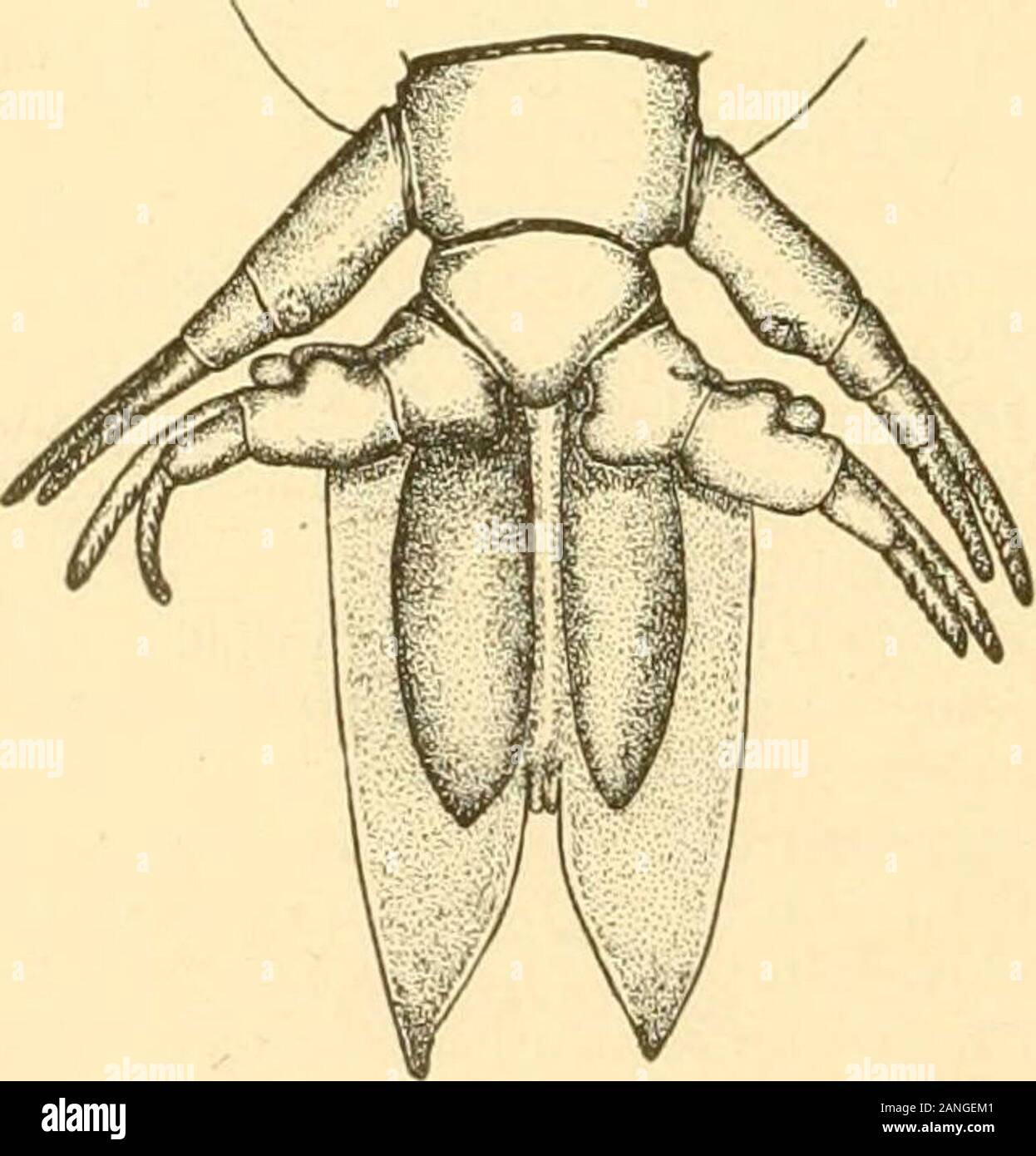 Bulletin of the Bureau of Fisheries . Anjultia alosae orsal Rurface; /&lt;. ventral surface; c, posterior maxilliped; &lt;l, antennae.. 7 m w.Argulus alow. Gould. Mali. Posterior legs andabdomen. eggs must be considerably larger than those of the other species and comparatively few in number,judging from the ripe females examined. A specimen from near Key West, Fla., taken in April, wasfull of apparently ripe eggs. Probably the species lays a little later than tins around Woods Hole. ARGlI.lD.K OF THE WOODS HOLE REGION. L23 Argulus catostomi Dana & Herrick. Female only known. Carapace large, o Stock Photo
