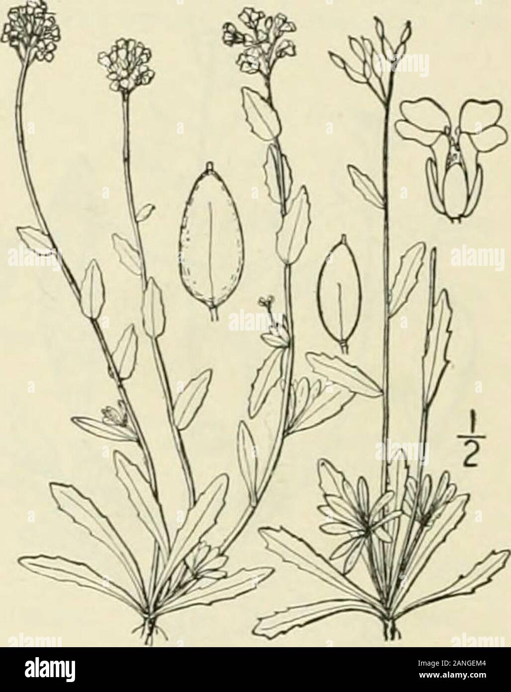 An illustrated flora of the northern United States, Canada and the British possessions : from Newfoundland to the parallel of the southern boundary of Virginia and from the Atlantic Ocean westward to the 102nd meridian; 2nd ed. . 7. Draba arabisans IMichx. Rock-cressWhitlow-grass. Fig. 2003. D. arabisans Michx. Fl. Bor. .^m. 2: 28. 1803.D. incana arabisans S. Wats. Proc. Am. Acad. 23: 260. 1888.D. arabisans orthocarpa Fernald, Rhodora 7: 66. 1905. Perennial by a slender branched caude.x, theflowering stems 6-2o high, sparingly stellate-pubescent, often numerous. Leaves thin, green,loosely and Stock Photo