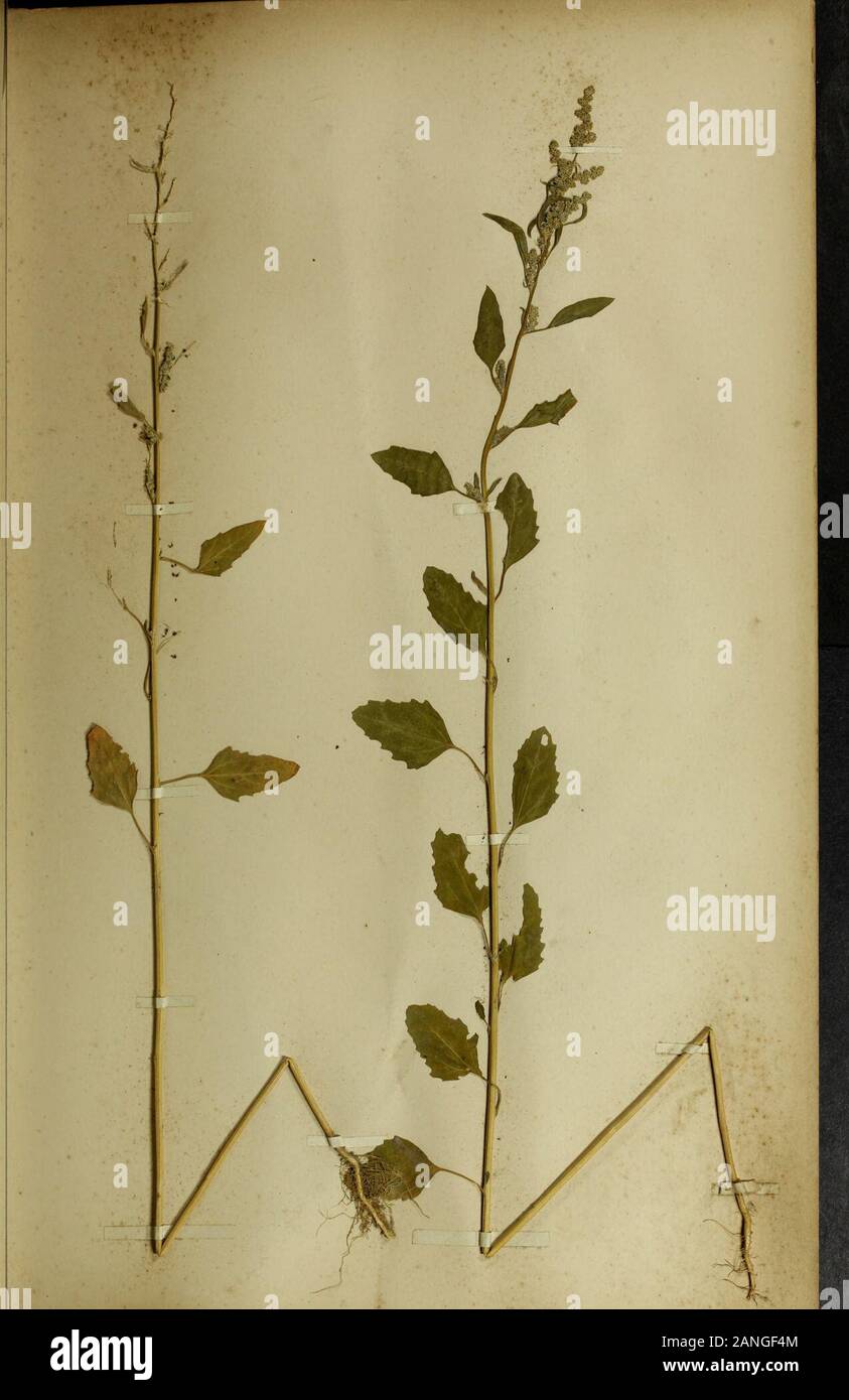 The British farmer's plant portfolio : specimens of the principal British grasses, forage plants and weeds : with full descriptions . 38. WHITE GOOSE FOOT. (Chenopodium album.) Stock Photo