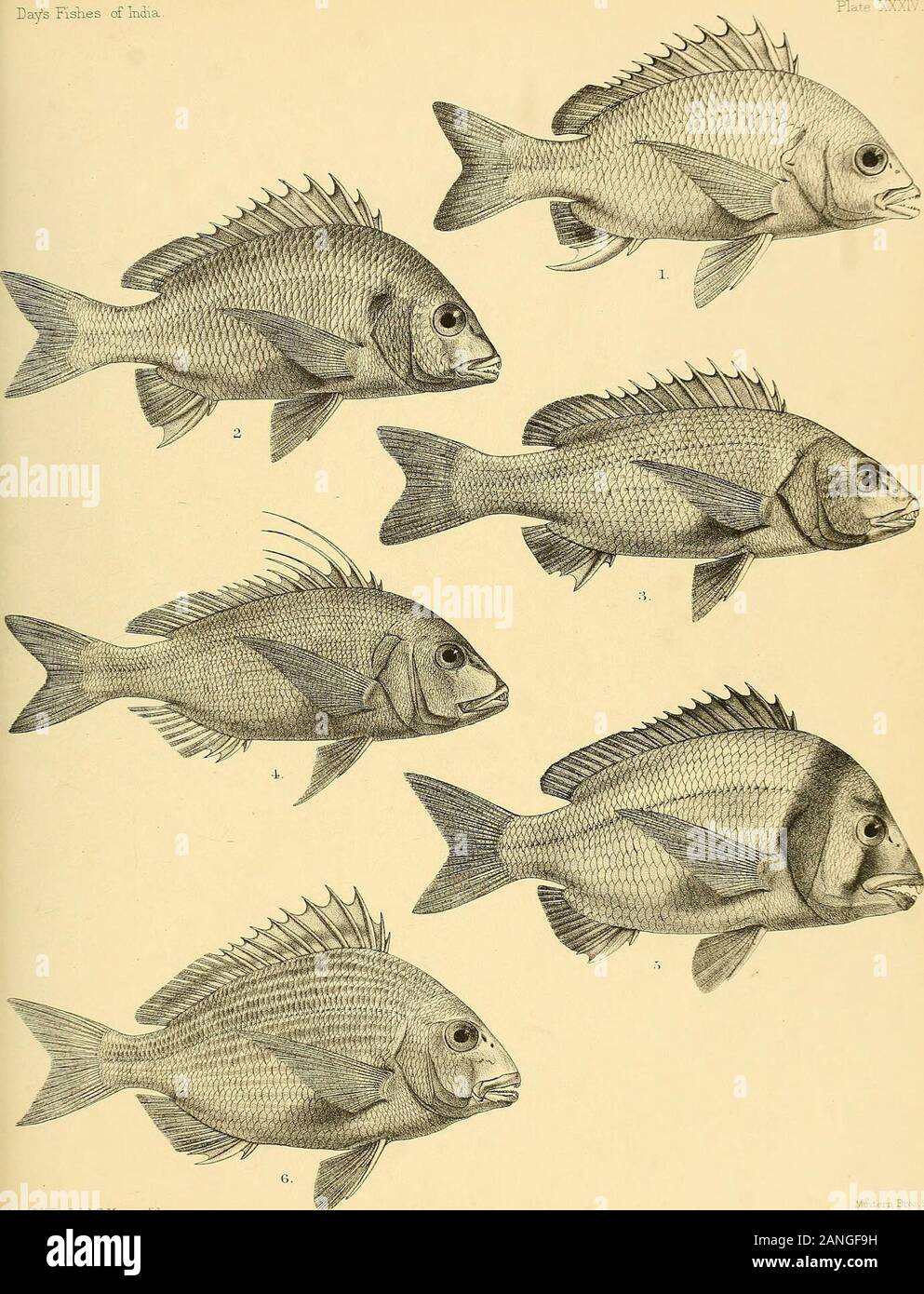 The fishes of India; being a natural history of the fishes known to inhabit the seas and fresh waters of India, Burma, and Ceylon . ftHFard iel.B-Mmtern.Tith. ifeitem 3res .nrro. 1. LETHFJNUS RO STRATUS. 2,L.KARWA. 3.L.HARAK. 4-, L. NEBULOSUS. 5, PAGRUS SPINIFER. Days Fishes of India. G.H.yord de] RBmierri Mh Broi .lira 1 CHRYSOPHRYS BATNIA. 2.C.BERDA. 3.C. CUVIER1. 4, DENTEX NUFAR. 5 CHRYSOPHRYS BIFASCIATA. 6, C. SARBA. Days Fishes of India. Plate . Stock Photo