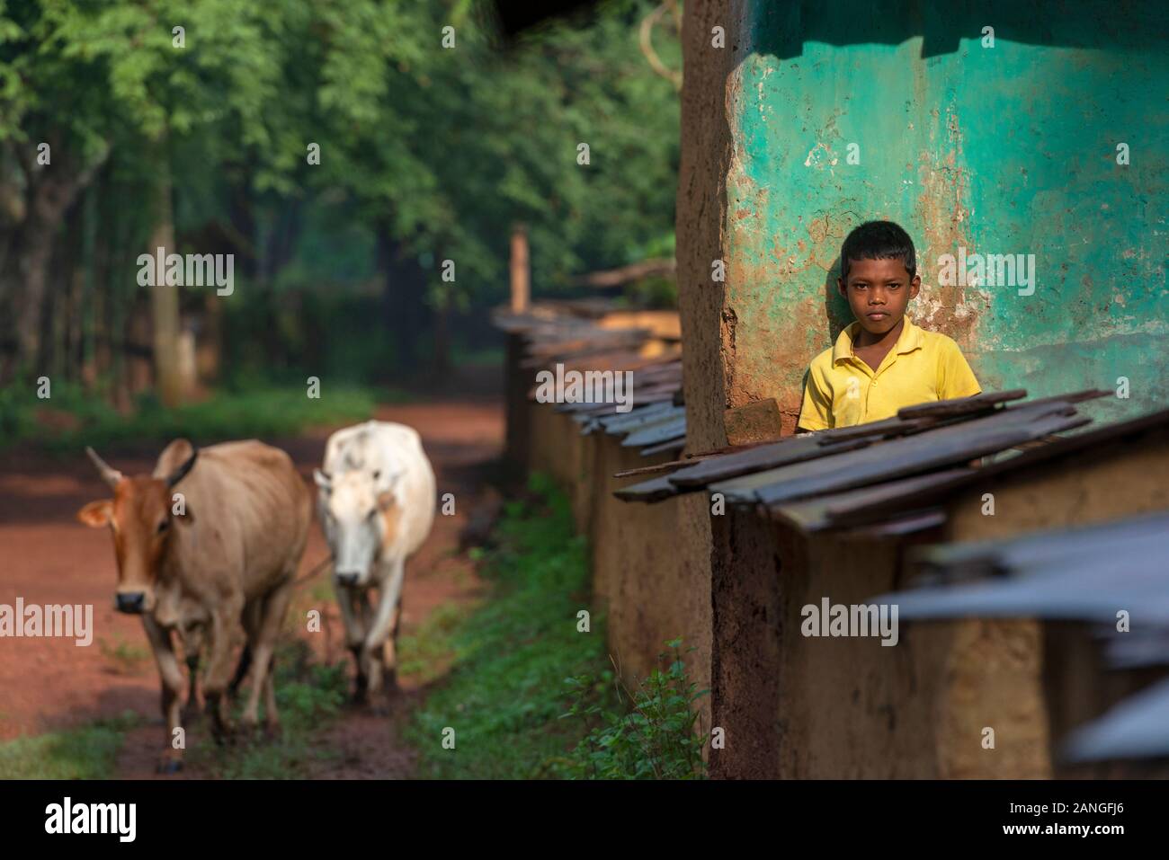 Young Boy and cows, Jagdalpur, Bastar, Chhattisgarh Stock Photo