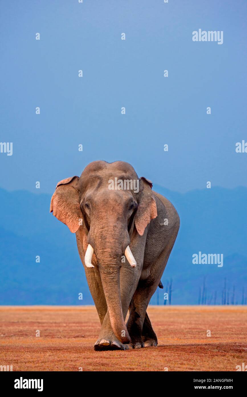 African Elephant, Tusker, Jim Corbett National Park, Uttarakhand, India Stock Photo