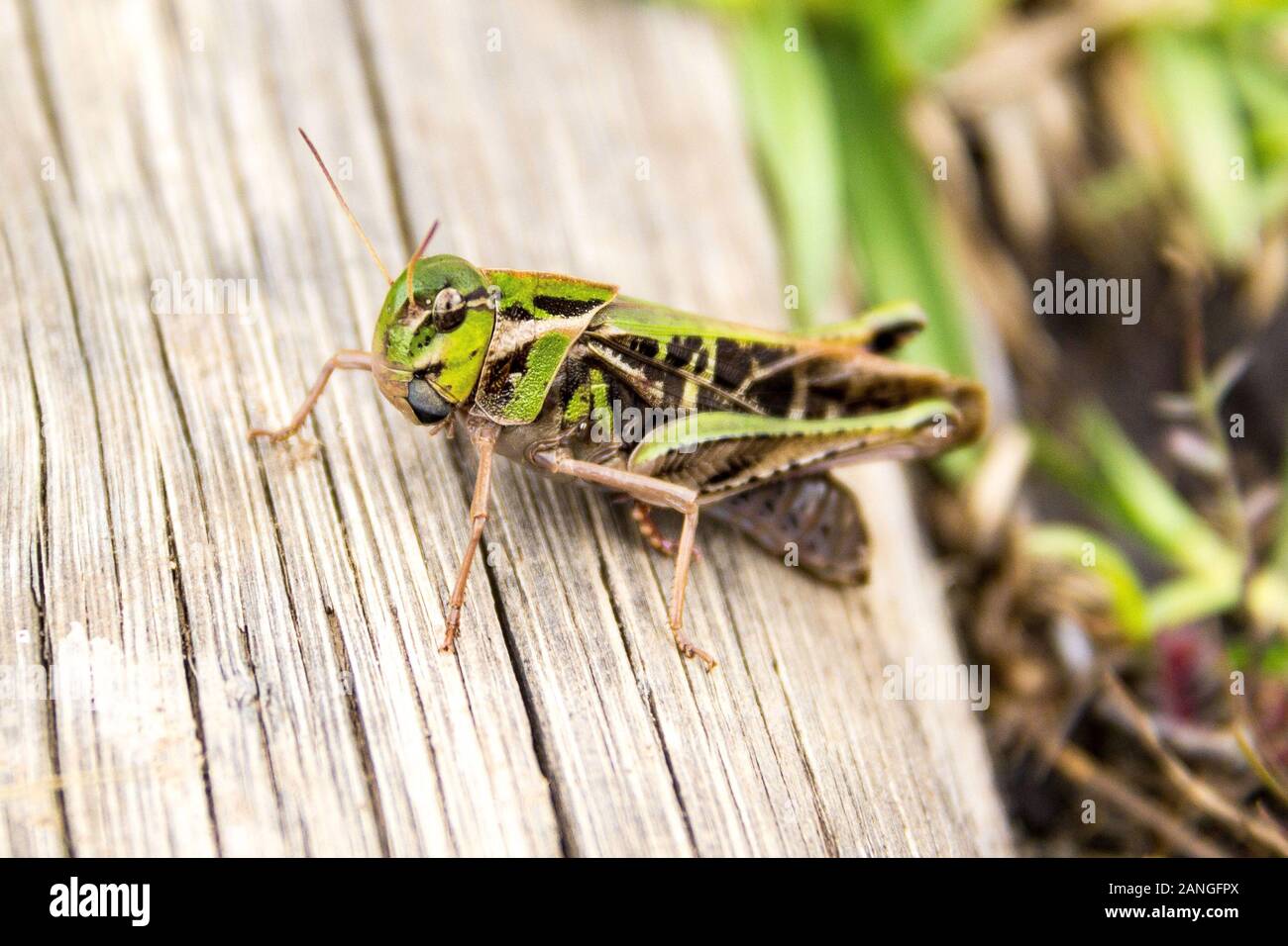 Close up of a green-brown grasshopper sitting on a piece of wood, Drakensberg, South Africa Stock Photo