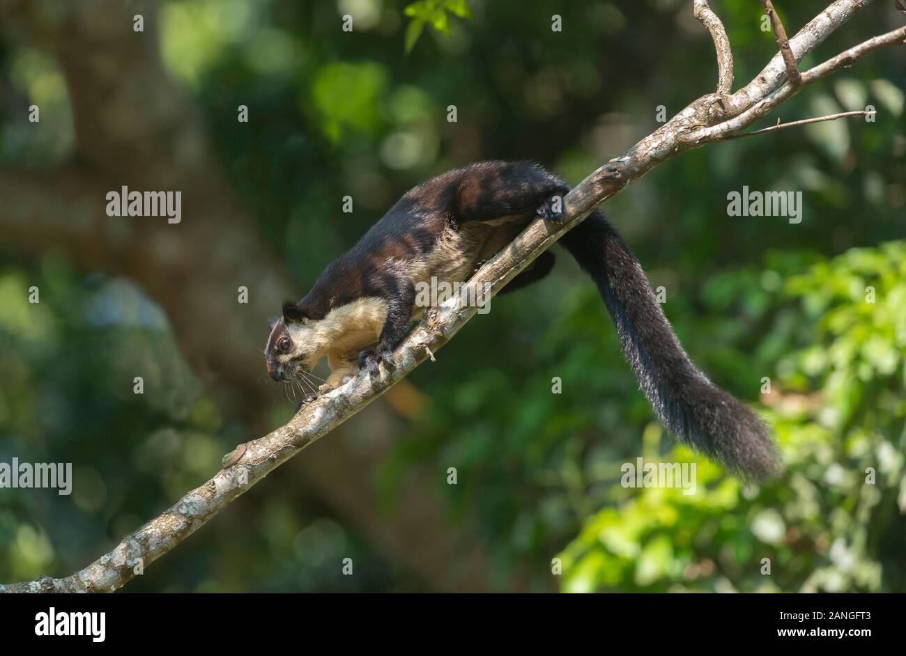 The black giant squirrel or Malayan giant squirrel, Ratufa bicolor, Assam, India Stock Photo