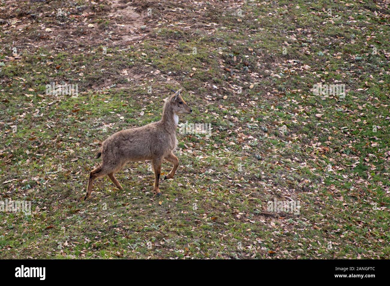 The Himalayan goral, Naemorhedus goral. Listed as Near Threatened on the IUCN Red List , Chopta, Garhwal, Uttarakhand, india Stock Photo