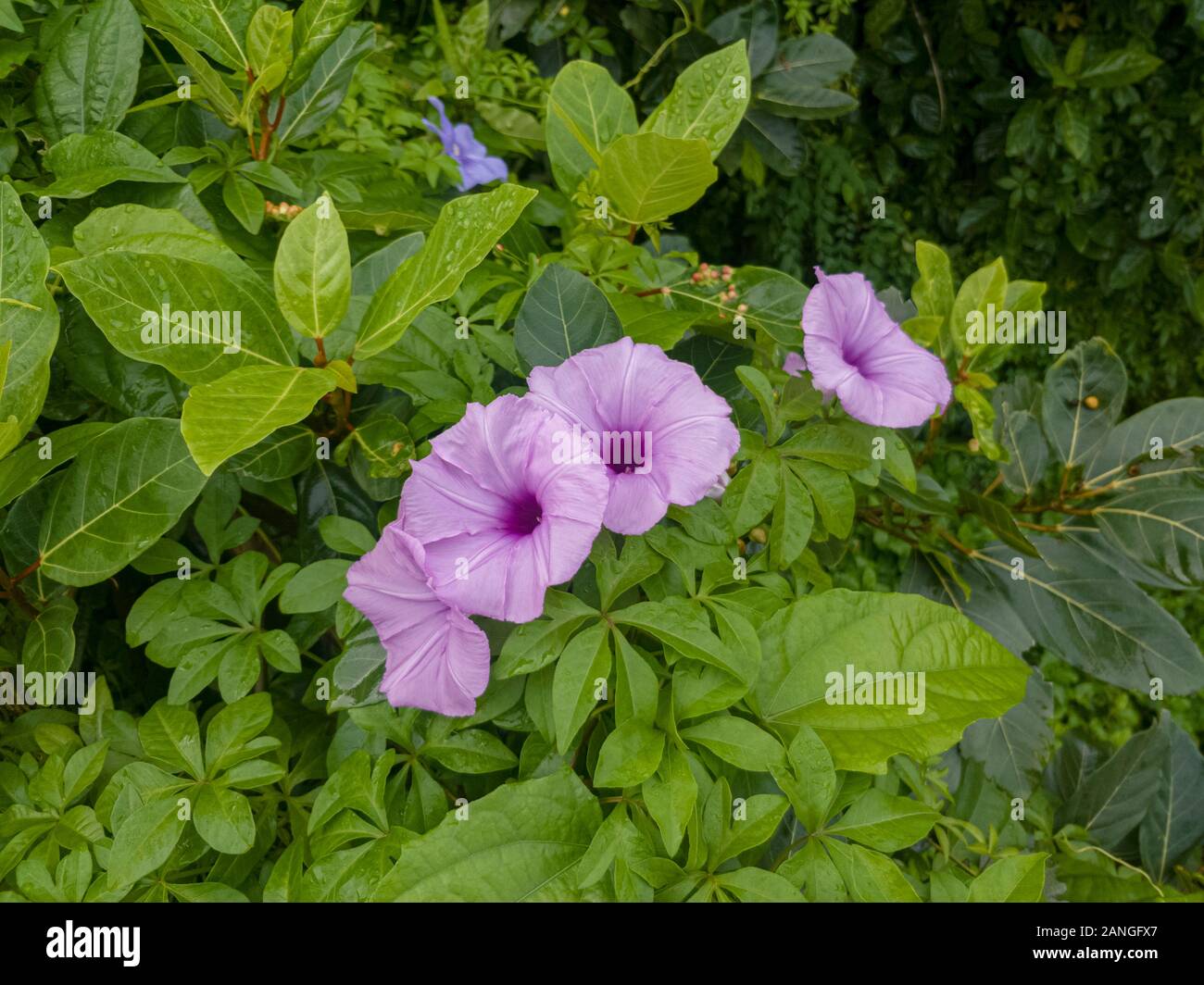 Ipomoea Cairica, Railway Glory flowers, Goa, India Stock Photo Alamy