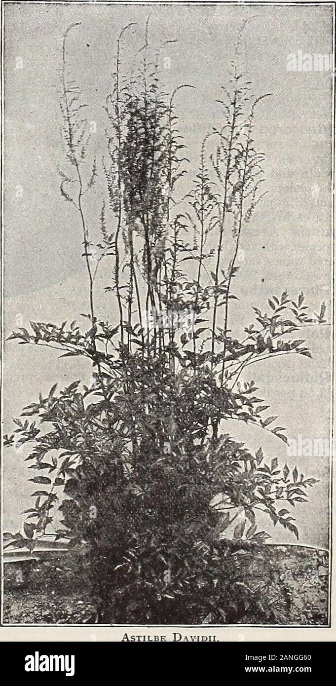 Dreer's 72nd annual edition garden book : 1910 . lowered in connection with Chrysanthemums, where its effect isvery beautiful. (See cut.) 25 cts. each; ^2.50. per doz. ASTIEBE. Davidii. An important addition to hardy plants. Its 5 to 6 feet highstems, which rise from a tuft of pretty dark green foliage, are crownedwith feathery plumes of deep rose-violet flowers during July andAugust. 25 cts. each; S2.50 per doz. AUBRETIA (False Wall Cress Bougainvillea. Pretty, dwarf-growing rock plant, forming broadmasses of silvery-green foliage and sheets of purple flowers in spring.15 cts. each; $1.50 pe Stock Photo