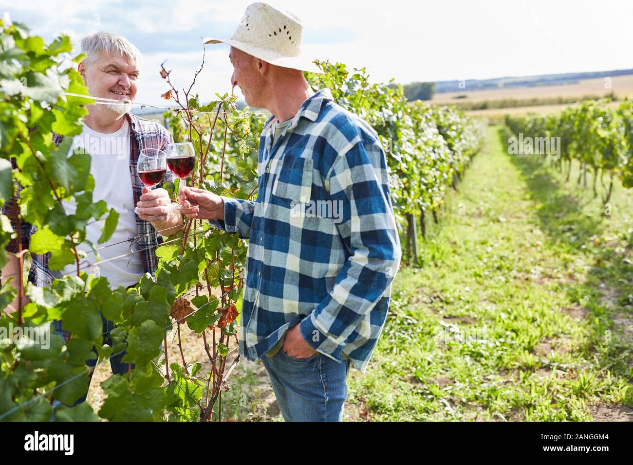 Two winegrowers drink a glass of red wine together in the vineyard in autumn Stock Photo