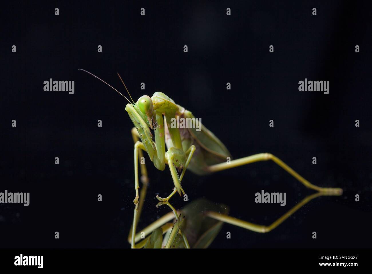 Giant Asian Green Praying Mantis (Hierodula membranacea) isolated on Black background. Stock Photo