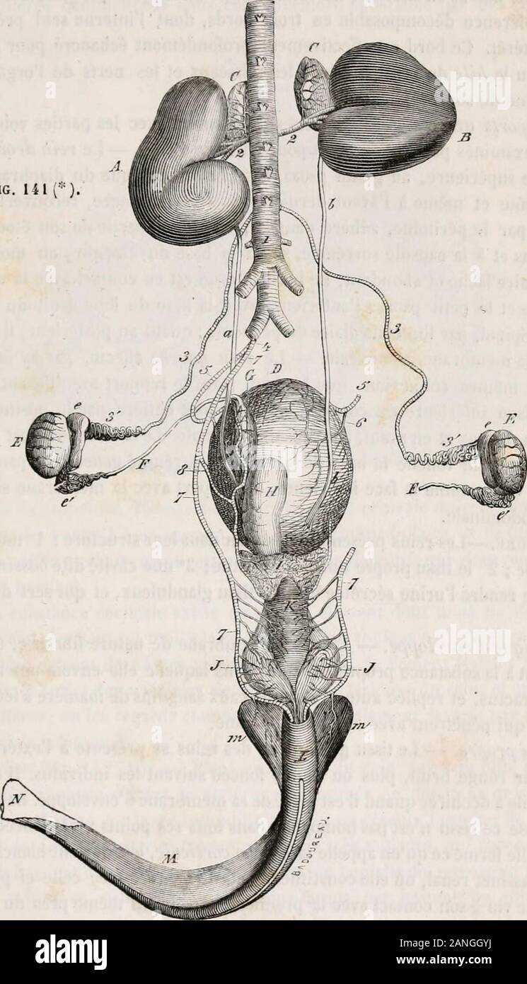 Traité d'anatomie comparée des animaux domestiques . ; 2 le mode de terminaison des uretères; 3 liulérieur dela vessie. 1° Des reins (fig. 124. lit). Ce sont deux organes glanduleux situés dans la cavité abdominale, à droite et àgauche de la région sous-lombaire, appliqués contre les muscles grands psoas, etmaintenus dans cette position : 1° par une almosphèrc de lissu cellulo-graisseux ;2 par le péritoine qui passe au-dessous deux ; 5 par la pression des organes diges-tifs contenus dans la cavité abdominale. Leur situation nest pas absolument semblable, car le (h oit savance jusquau-dessous d Stock Photo