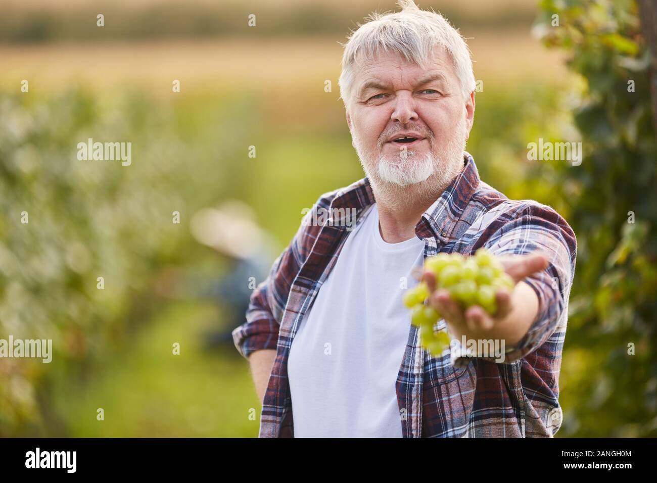 Proud winemaker shows a vine of white grapes harvesting grapes Stock Photo