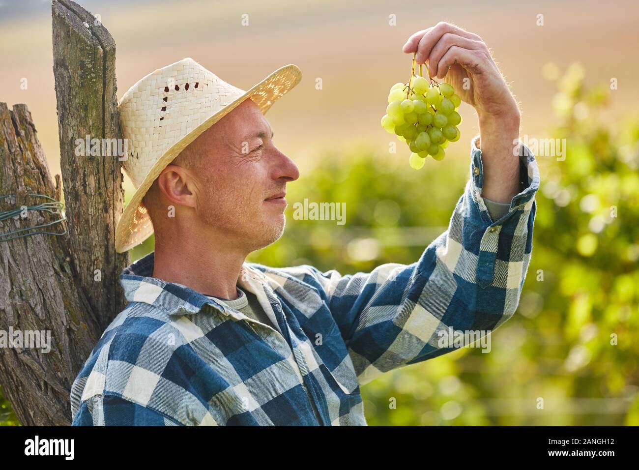 Winegrower looks at a vine of white grapes harvesting grapes Stock Photo