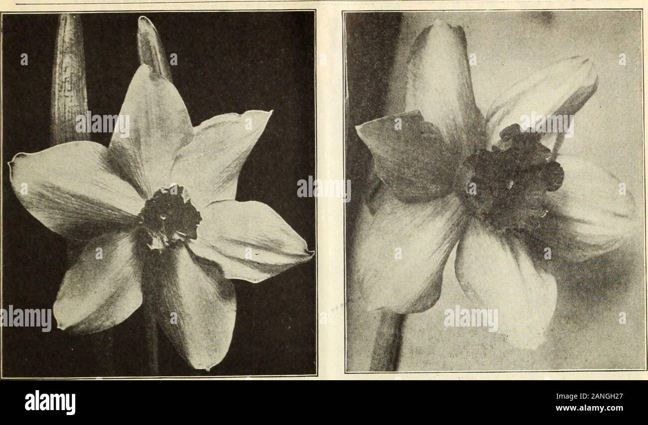 Dreer's wholesale price list : decorative and other plants for florists, bulbs for forcing, seasonable flower seeds and florists' requisites . IrvlnK. Large trumpets of a lovely golden-yellow hue; a fine variety. Strang bulbs .... 1 50 14 00 Mme. de Qraaff. A magnificent flower of almostpure white, the perianth is snow white, the largetrumpet is slightly tinted with primrose, whichchanges to white 650 6000 Mme. Plemp. A bicolor of recent introductionthat is sure to become a favorite. The flowersare of immense size with very large, bold richgolden yellow trumpet and gracefully twistedpure white Stock Photo
