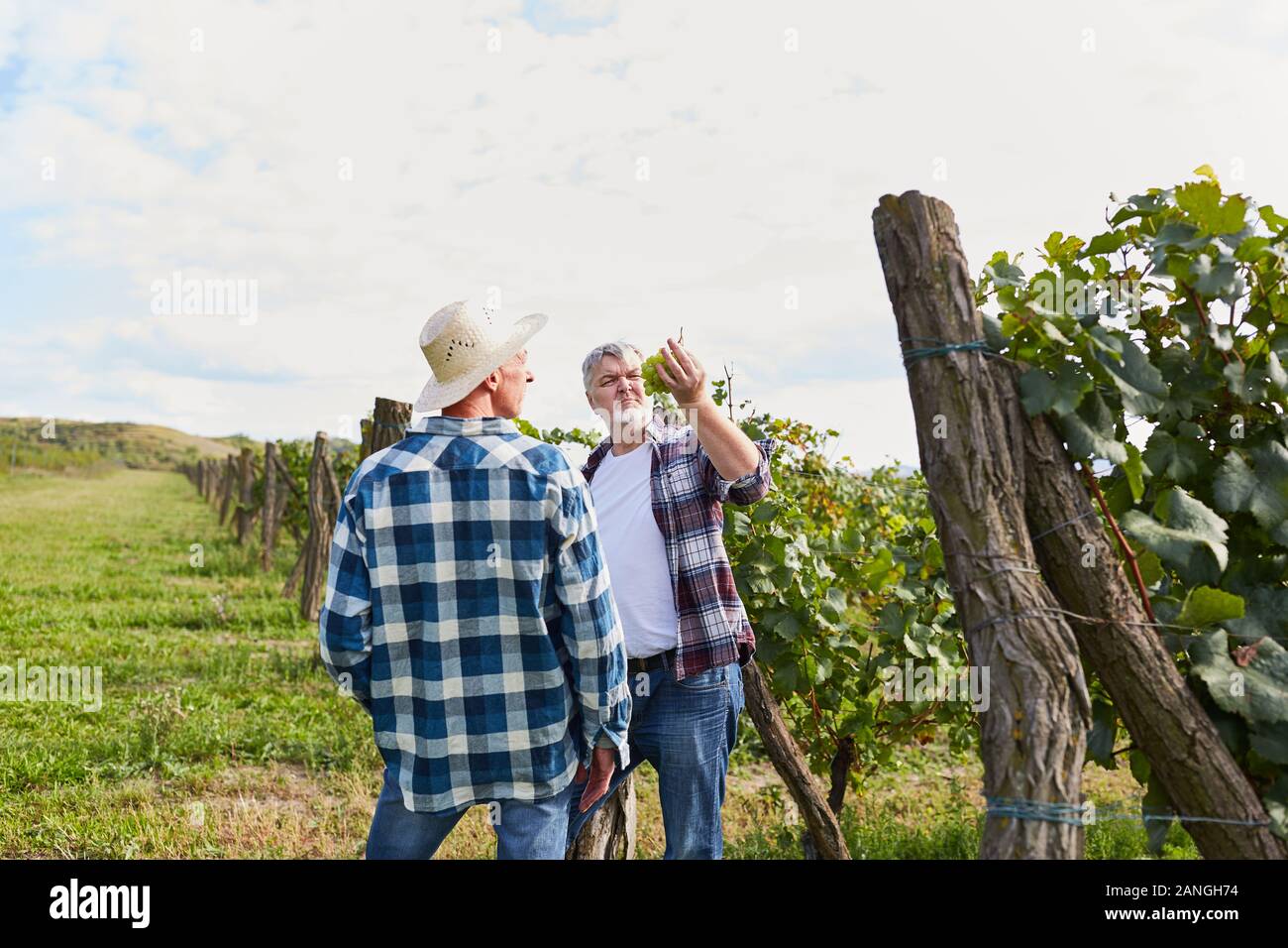Two winegrowers control the ripeness of the grapes in the vineyard Stock Photo