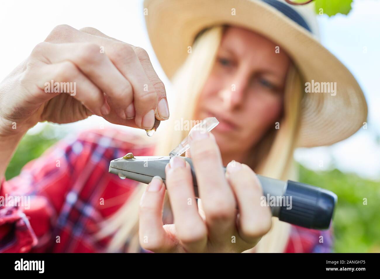 Woman with hand refractometer measures ripeness of a bunch of grapes during the autumn harvest Stock Photo