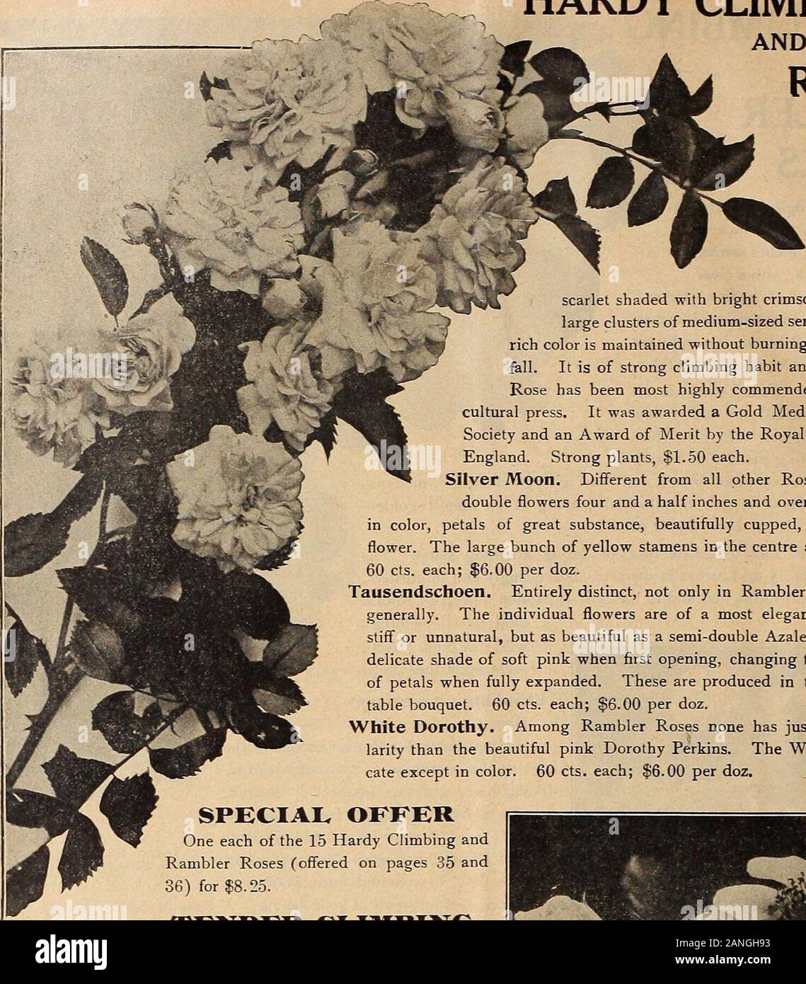 Dreer's mid-summer list 1918 . nd. Strong plants, SI. 50 each.Silver Moon. Different from all other Roses, with beautiful semi-double flowers four and a half inches and over in diameter; pure whitein color, petals of great substance, beautifully cupped, forming a Clematis-likeflower. The large bunch of yellow stamens in the centre adds to its attractiveness.60 cts. each; $6.00 per doz.Tausendschoen. Entirely distinct, not only in Ramblers, but in climbing Rosesgenerally. The individual flowers are of a most elegant and graceful form, notstiff or unnatural, but as beautiful as a semi-double Aza Stock Photo