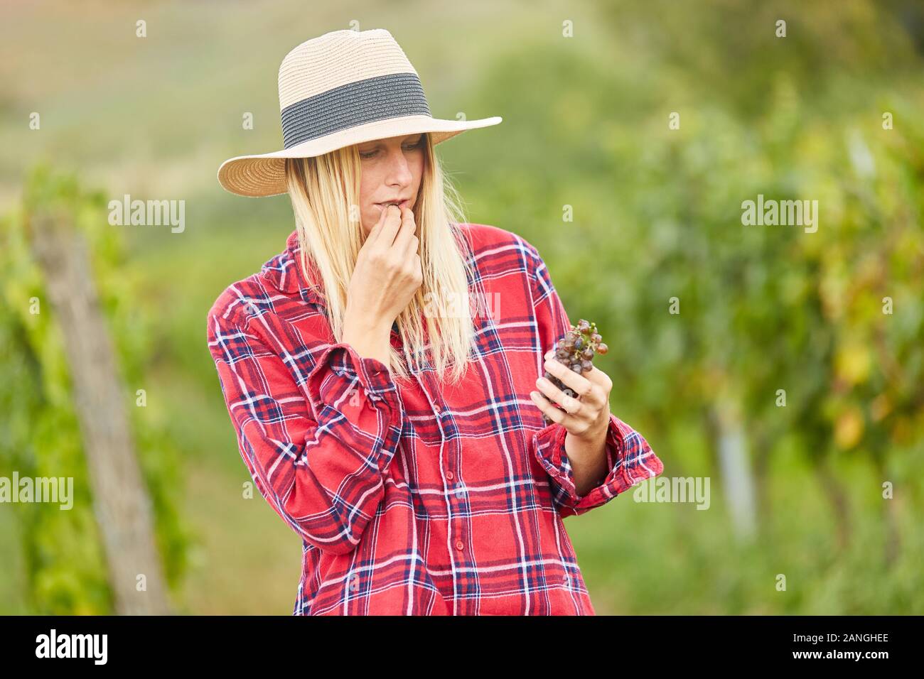 Young woman as a winemaker tries red grapes and checks the maturity level Stock Photo