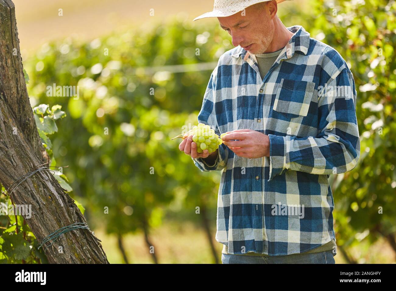 Winegrowers in the vineyard grape harvest takes a critical look at vine grapes Stock Photo