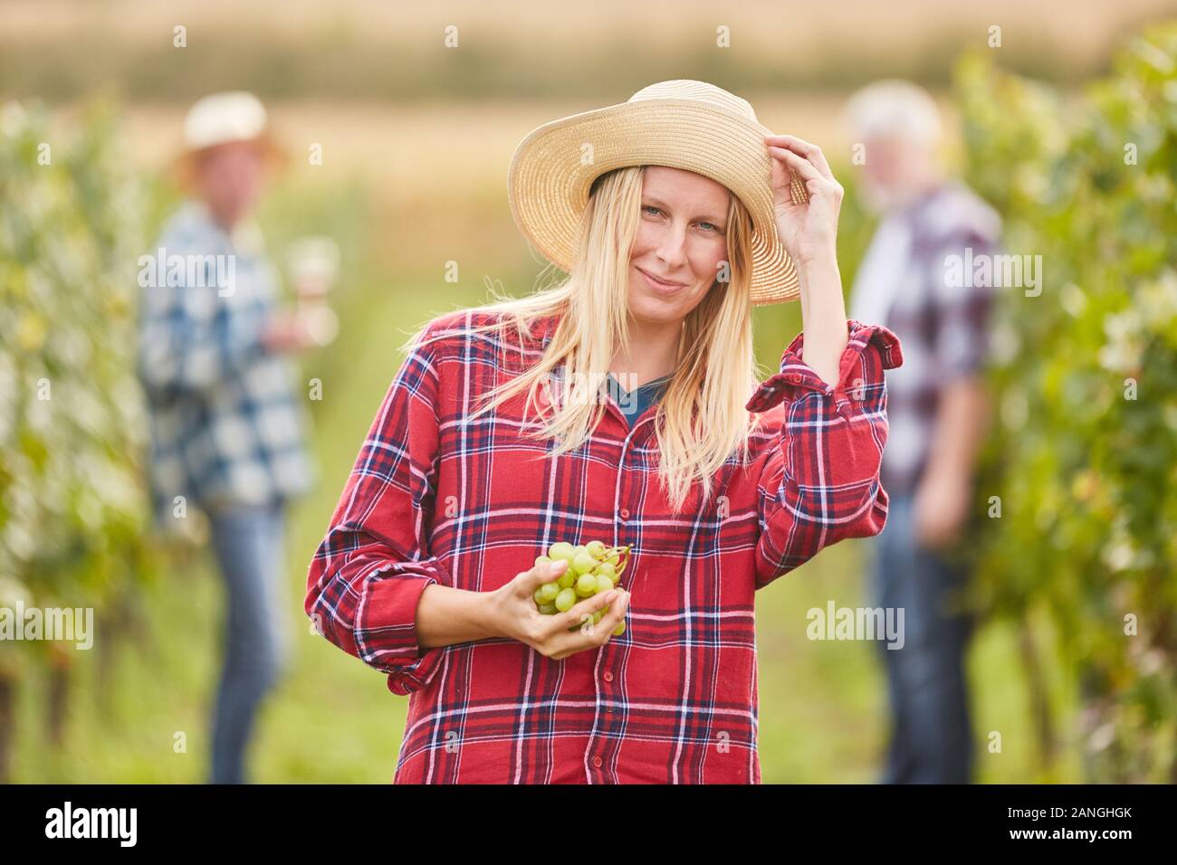 Young woman as a winemaker or harvest assistant with a vine of grapes in the vineyard Stock Photo
