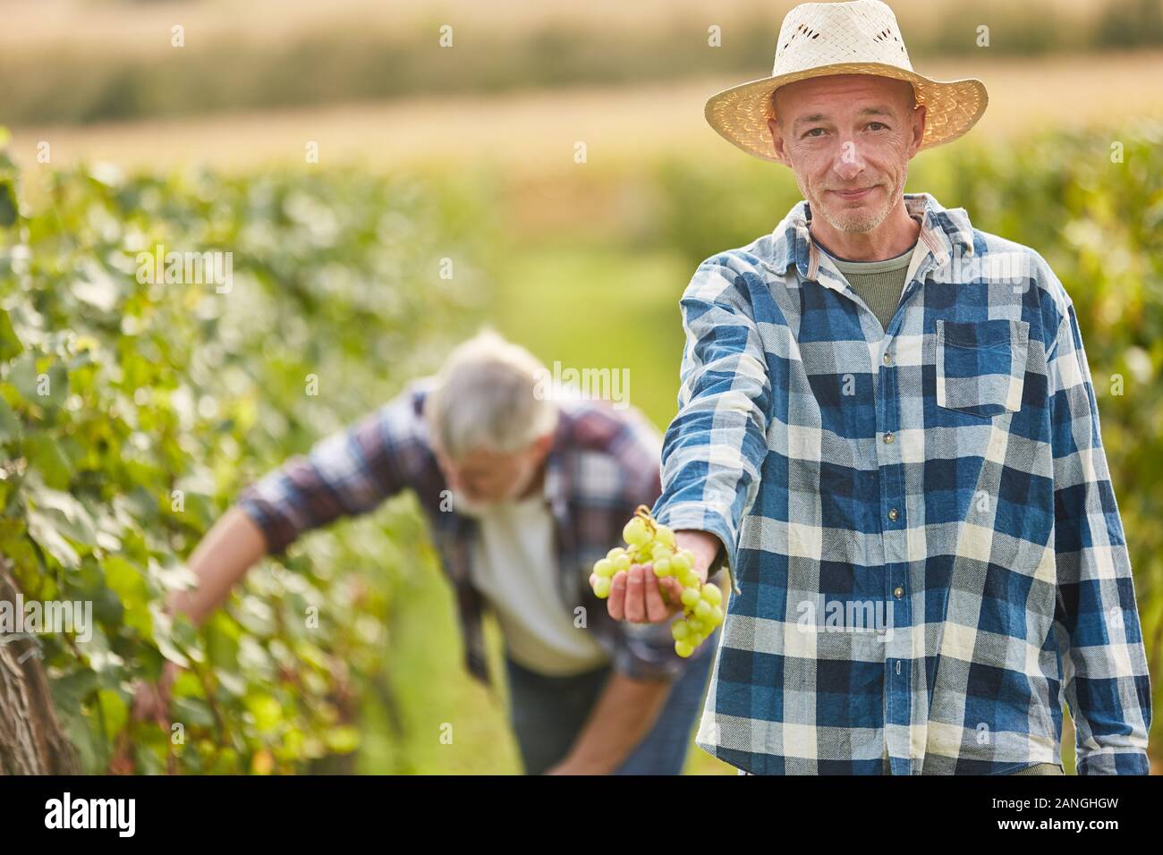 Winegrowers harvesting grapes shows a vine with white grapes Stock Photo