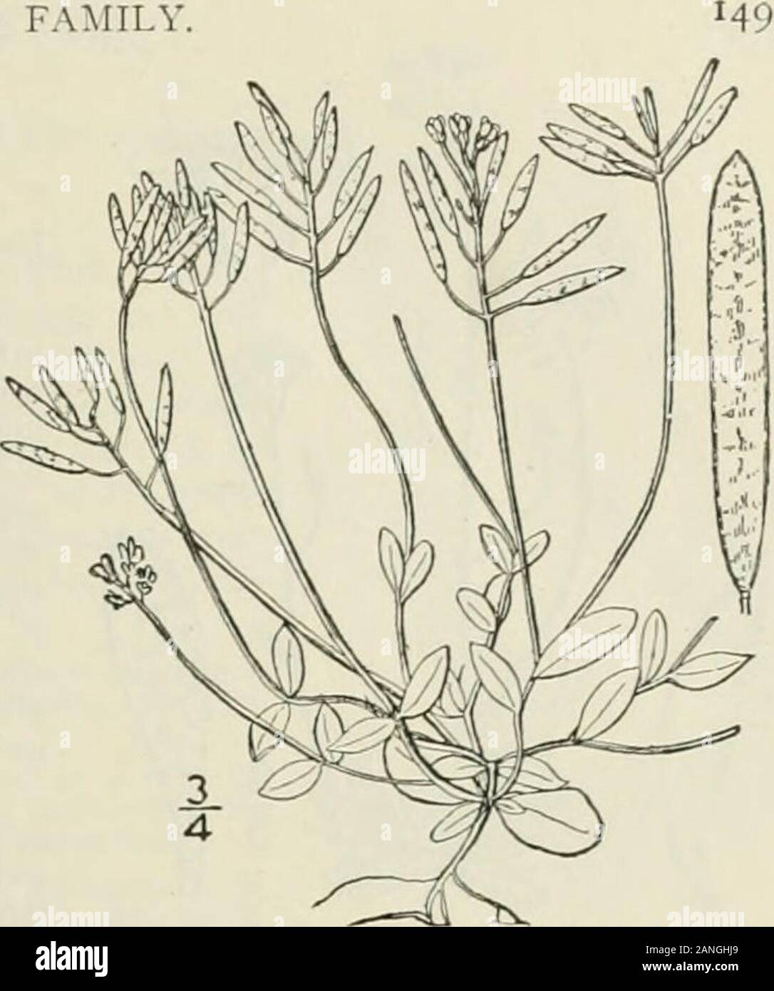 An illustrated flora of the northern United States, Canada and the British possessions : from Newfoundland to the parallel of the southern boundary of Virginia and from the Atlantic Ocean westward to the 102nd meridian; 2nd ed. . Genus i. MUSTARD FAMILY. 2. Draba caroliniana ^^alt. Carolinahitlov-grass. Iig. 1998. Draba caroliniana Walt. FI. Car. 174. 1788.Draba hispiduta Miehx. Fl. Bor. Am. 2 : 28. 1803.Draba caroliniana niicrantha A, Gray, Man. Ed, 5, 72- 186-.Draba niicrantha Nutt.; T. & G. Fl. N. A. i : 109. 1838. Winter-annual, the flowering scapes l-5high from a short leafy stem. Leav Stock Photo