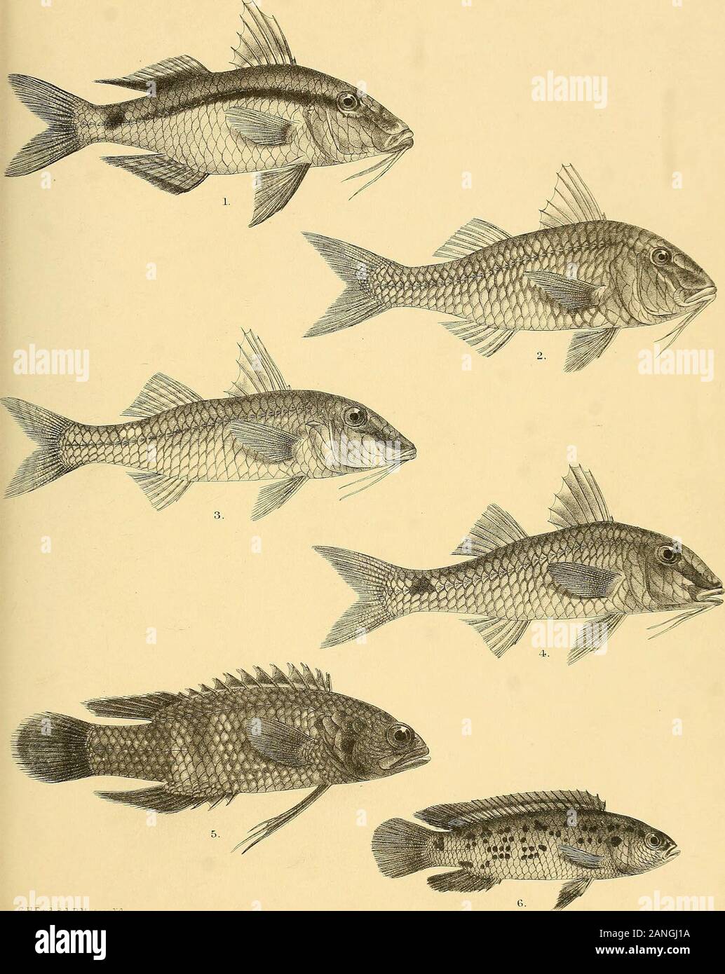 The fishes of India; being a natural history of the fishes known to inhabit the seas and fresh waters of India, Burma, and Ceylon . S-E-Sbrd IbI P-lfinternlith,. intern Bros. imp. 1, TOXOTES MICROLEPIS. 2.UPENE01DES VITTATUS. 3.U. SULPHUREU3. 4.U.TRAG-ULA. 5.U.BENSASI. 6,U.FLAV0LINEATUS. Days Fishes of India. P ate XXXI. i 1 iel RMnternlith, Mm.tera.Bros imp. 1, UPENEUS MACRONEMUS. 2. U. LUTEUS. 3, U. DISPLURUS. 4, U.INDICUS. 5. PLESIOPS NIGRICANS. 6.BADIS BUCHANANI. Bayfe Fishes of India. *pC3* % -£-£ Stock Photo