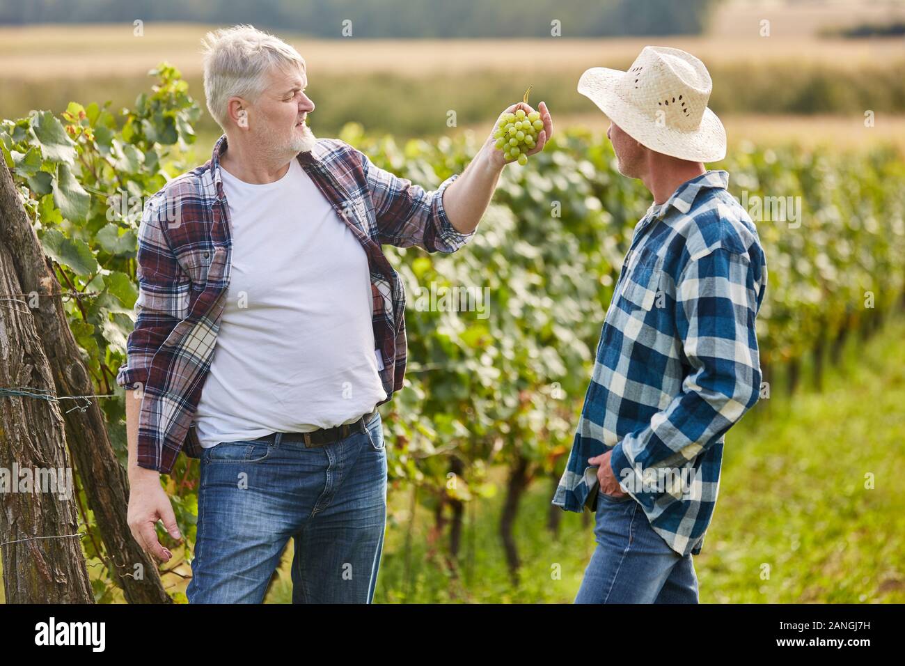 Two winegrowers discuss the quality of white grapes during the harvest Stock Photo
