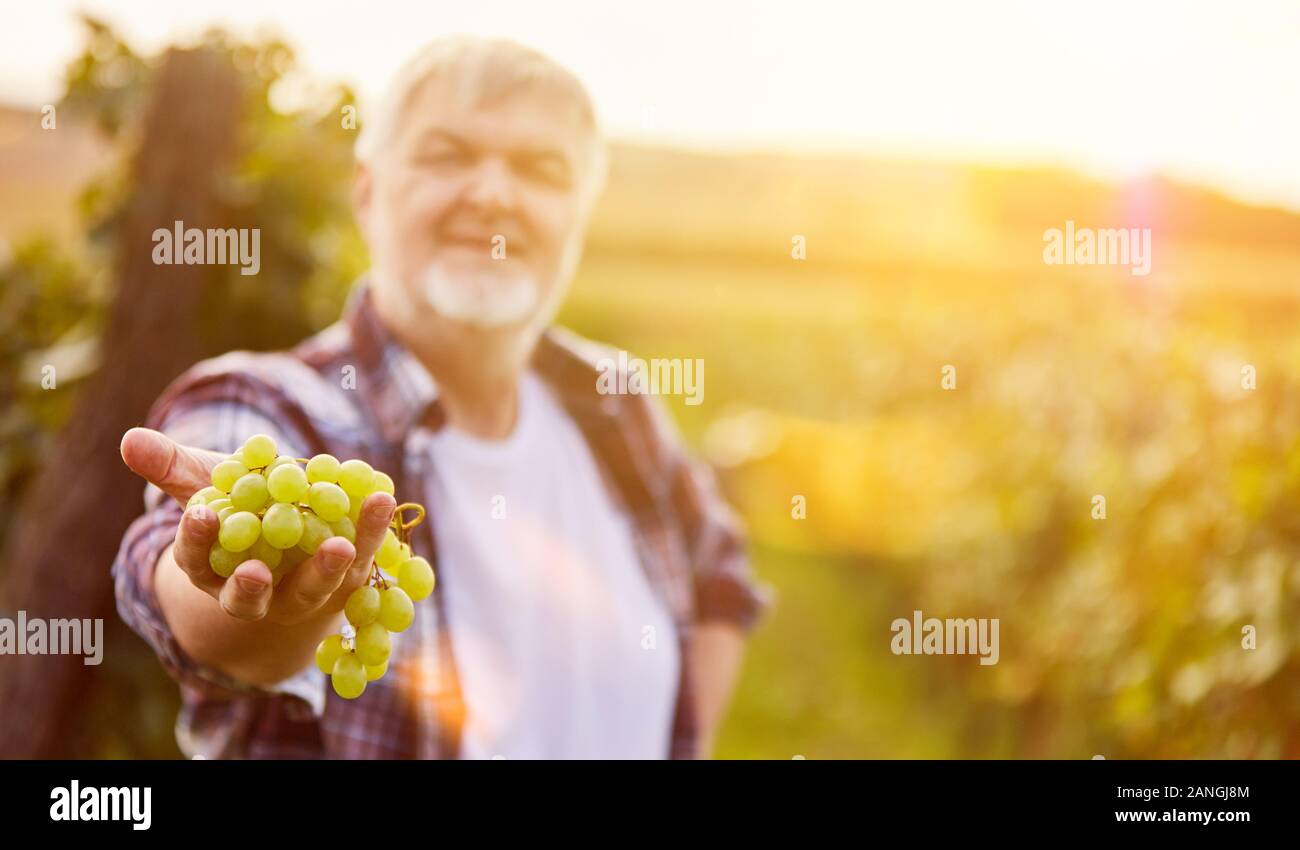 Wine grower holds white grapes as a selection during the grape harvest in the vineyard Stock Photo