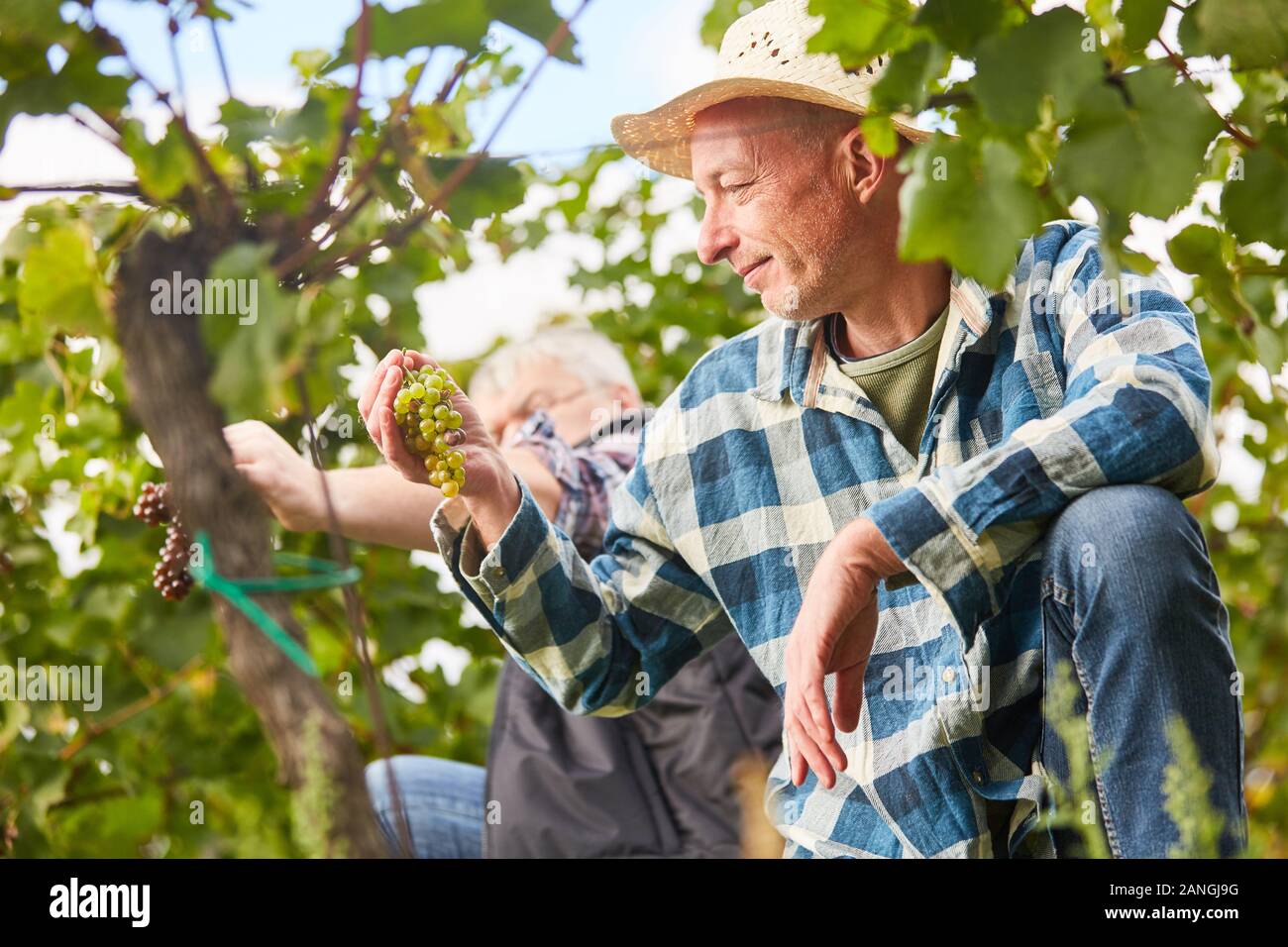 Duck helpers pick grapes during the manual grape harvest in the vineyard Stock Photo