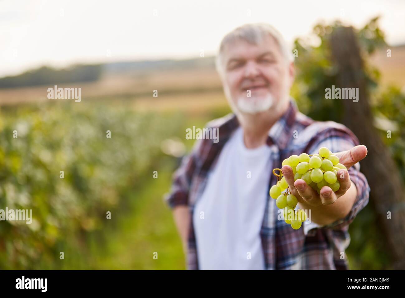 Winzer presents selection of white grapes at the wine harvest in the vineyard Stock Photo
