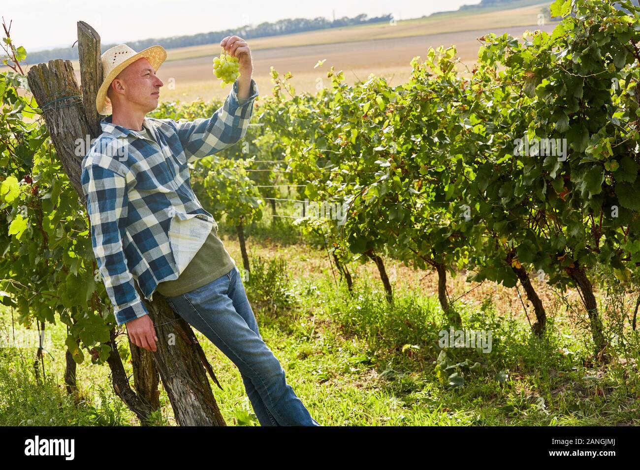 Winemaker with a vine of grapes harvesting grapes in the vineyard in autumn Stock Photo