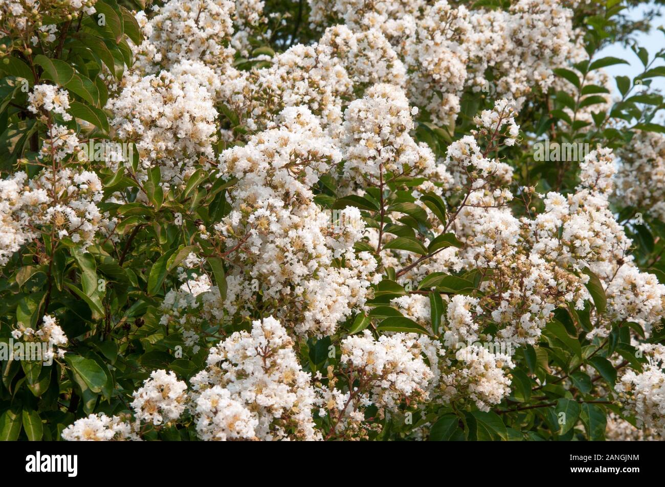 Crepe Myrtle, Lagerstroemia indica, a deciduous ornamental tree. Trusses of white, pink, mauve or purple blooms appear in late summer. Stock Photo
