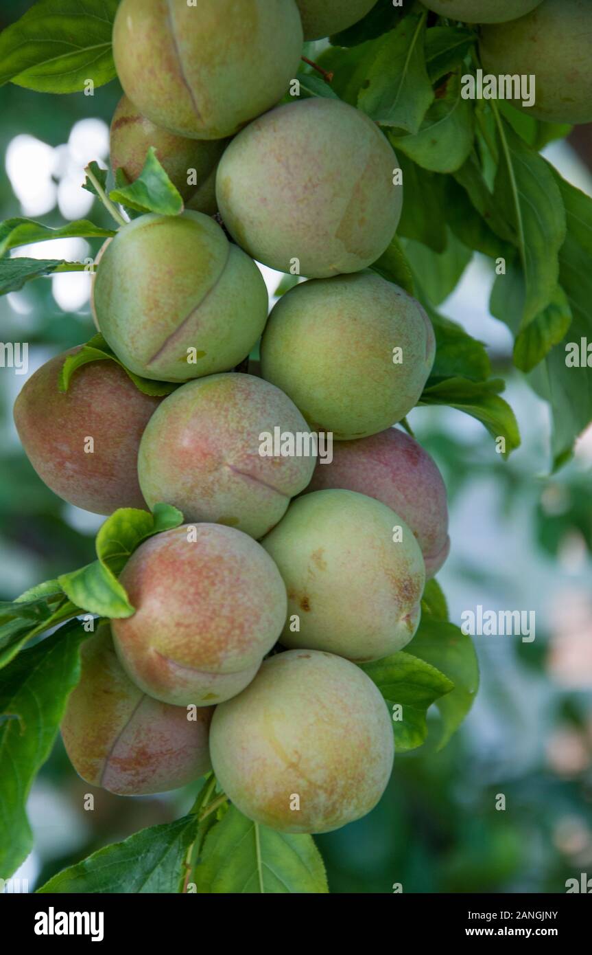 Plums ripening on a tree in midsummer, Melbourne Stock Photo