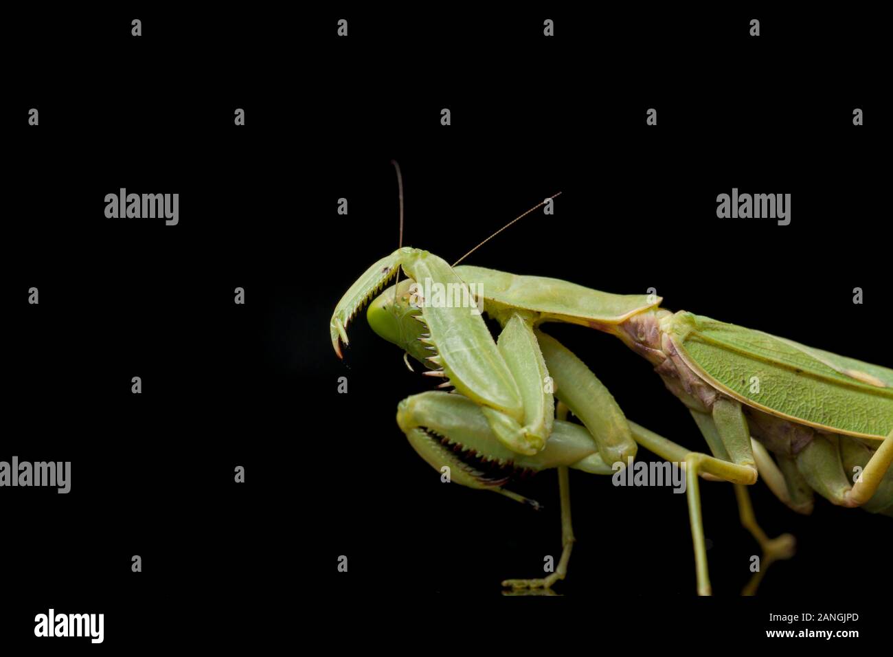 Giant Asian Green Praying Mantis (Hierodula membranacea) isolated on Black background. Stock Photo