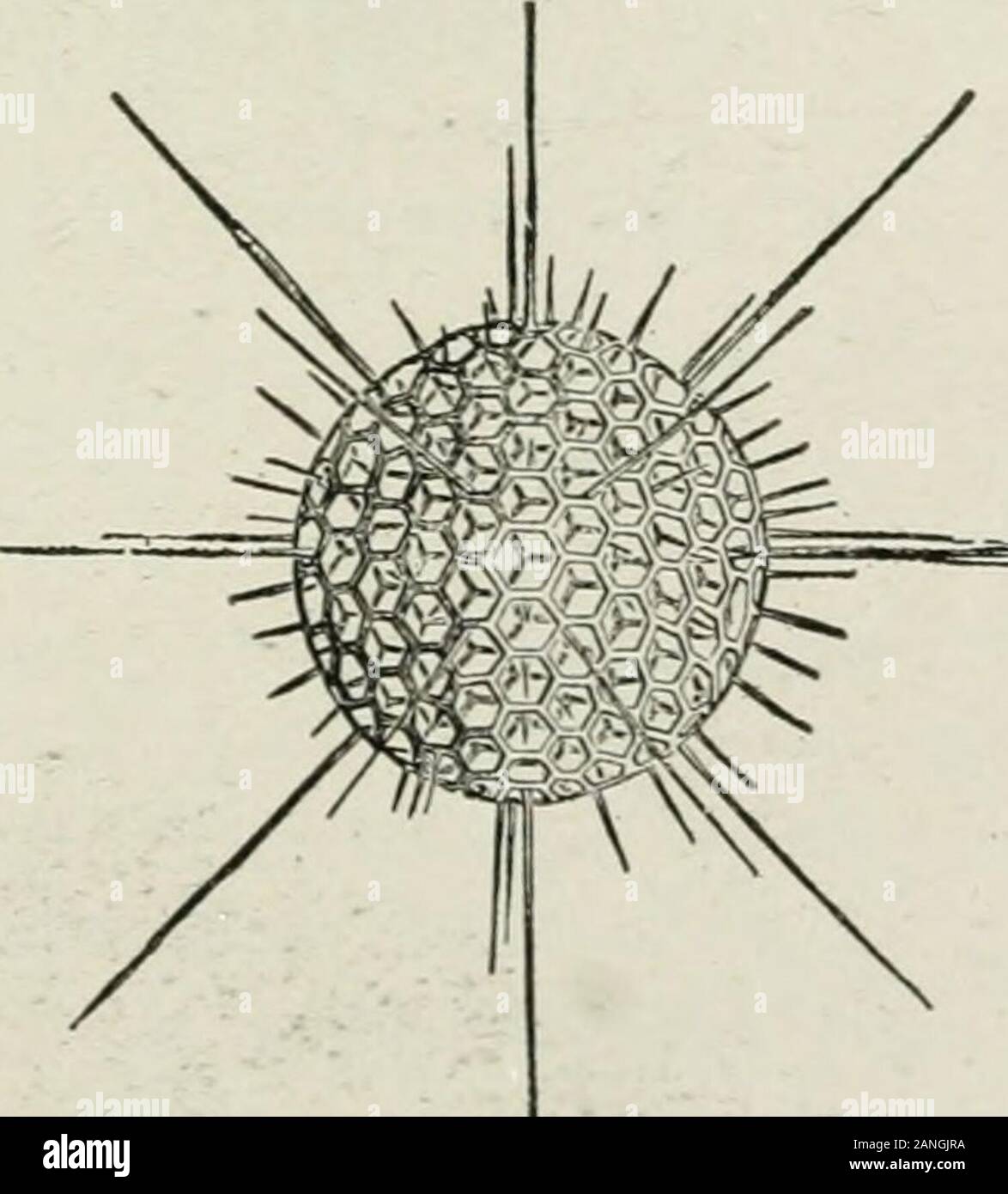 Beginners' zoology . Change shape in anarrow passage ? Does refuse fig. 19.—shell of a radiolarian. Fig. 17. — VoRTi-cella (or bellanimalcule), twoextended, onewithdrawn. Fig. 18.—Euglena.. i6 BEGINNERS ZOOLOGY matter leave the body at any particular place ? Tracemovement of the food particles. Draw the paramecium. Which has more permanent parts, the amoeba or Para-mecium ? Name two anatomical similarities and three dif-ferences; four functional similarities and three differences. The amoeba belongs in the class of protozoans calledRhizopoda root footed. Other classes of Protozoans are the Inf Stock Photo