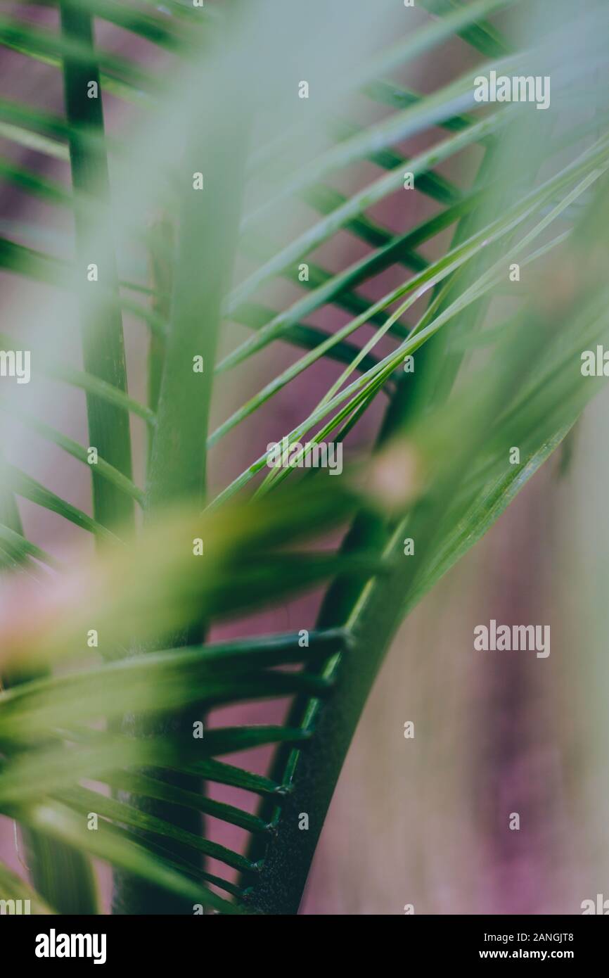 tropical exotic green lush ravenea palm tree leaf background shot Stock Photo
