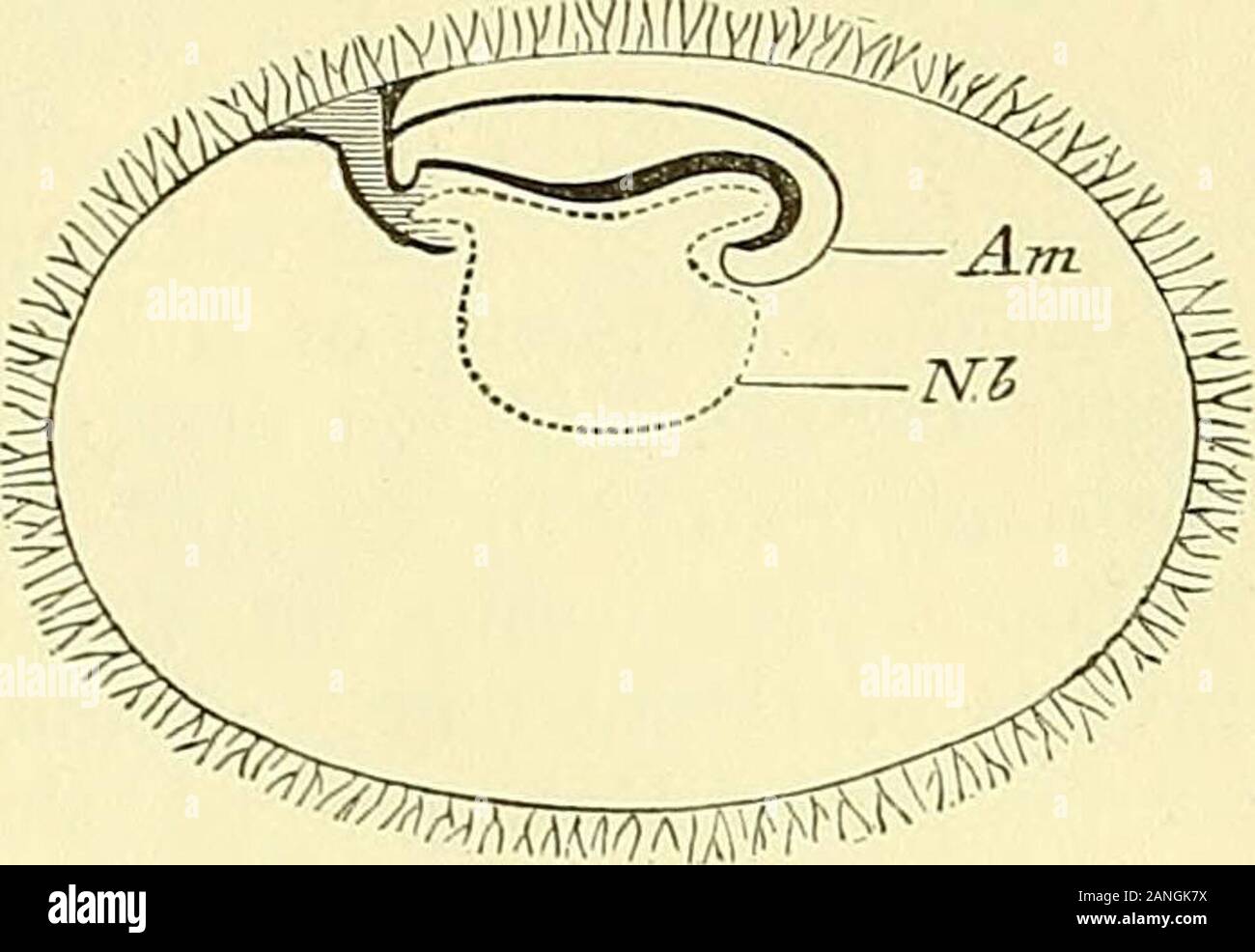Quain's elements of anatomy . r with the comparative small size of the maxillary and mandibular parts ofthe face, the form of the external auricle, and the form and attitude of the limbs. Fig. 670. Fig. 670.—Diagrammatic section op the EAELY HUMAN OVUM ACCORDING TO HiS. (From Balfour after His).Am, amnion : Nb, umbilical vesicle. It would have been desirable to givesome account at this place of the rate ofprogress and the peculiarities of formand structure belonging to the successivestages of early growth and developmentin the haman embryo ; but the want ofspace and the paucity of materials fo Stock Photo