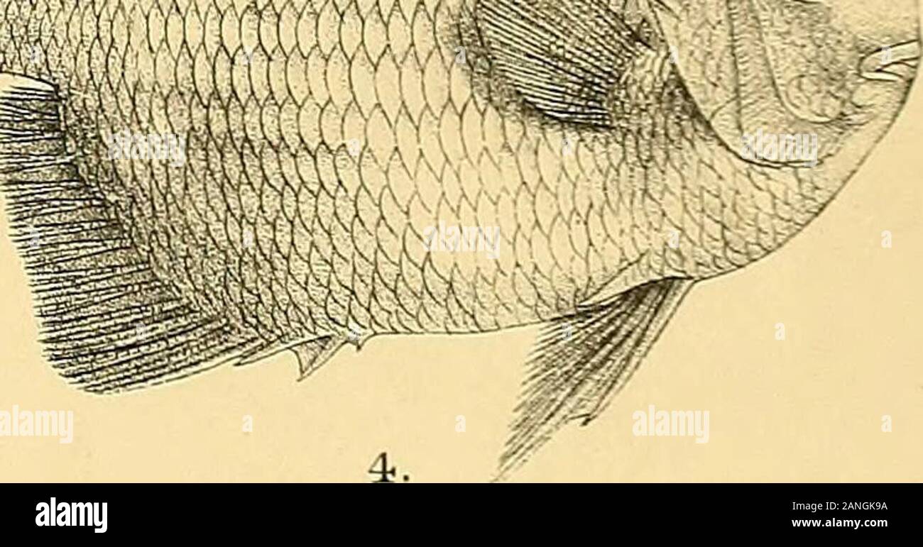 The fishes of India; being a natural history of the fishes known to
