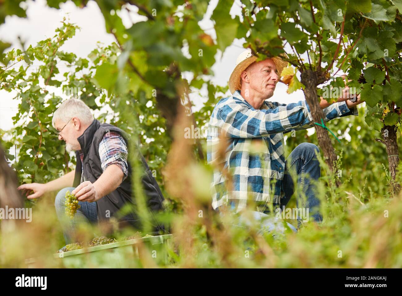 Two harvest workers pick grapes in the vineyard while harvesting grapes in autumn Stock Photo