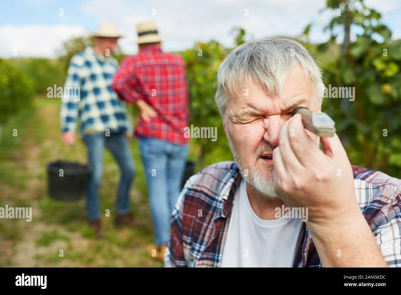 Winegrower with a hand refractometer measures the degree of ripeness of a grape Stock Photo