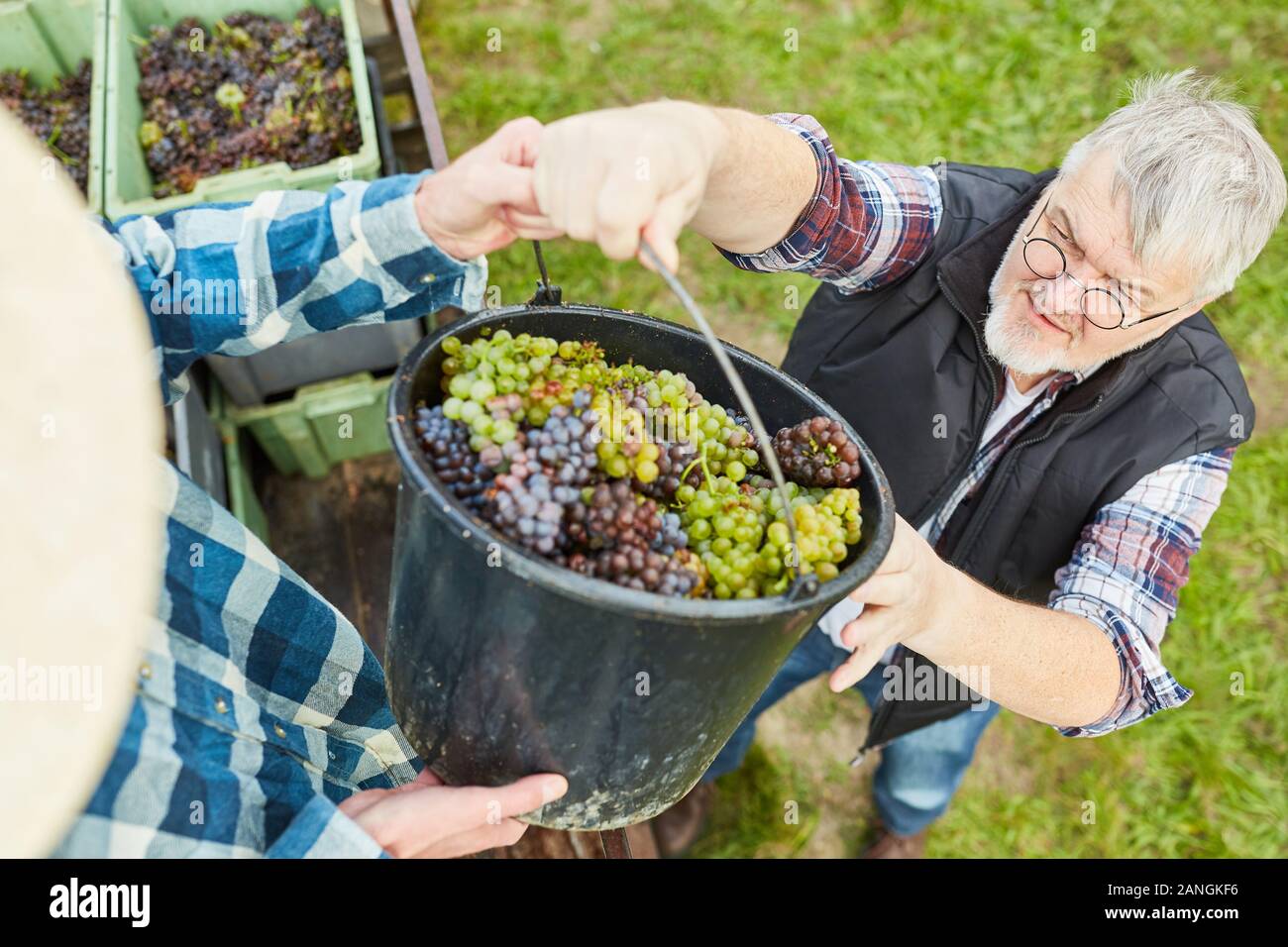 Harvest worker harvesting grapes in the vineyard with a bucket full of grapes Stock Photo
